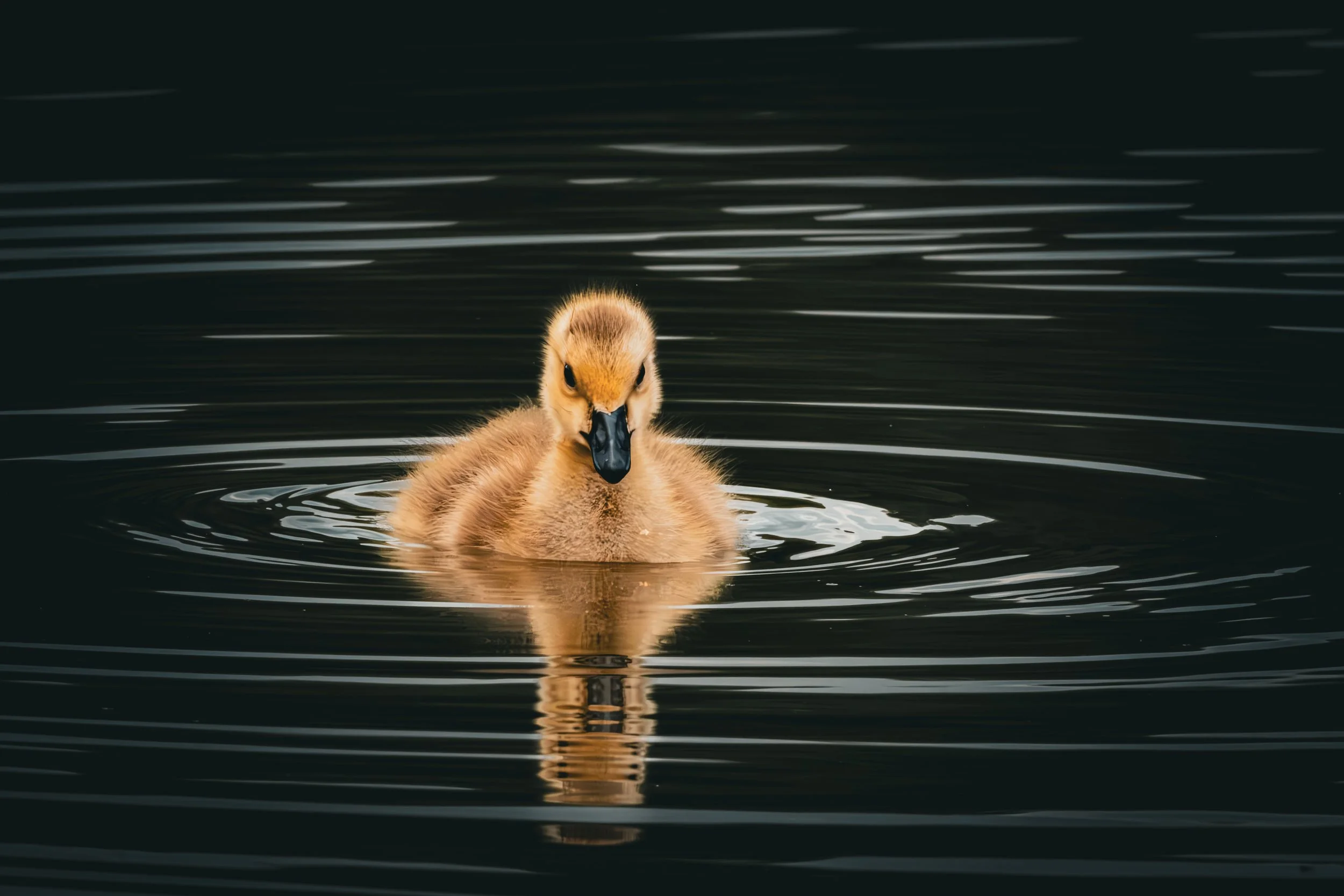 A fluffy duckling swimming in dark water with ripples.