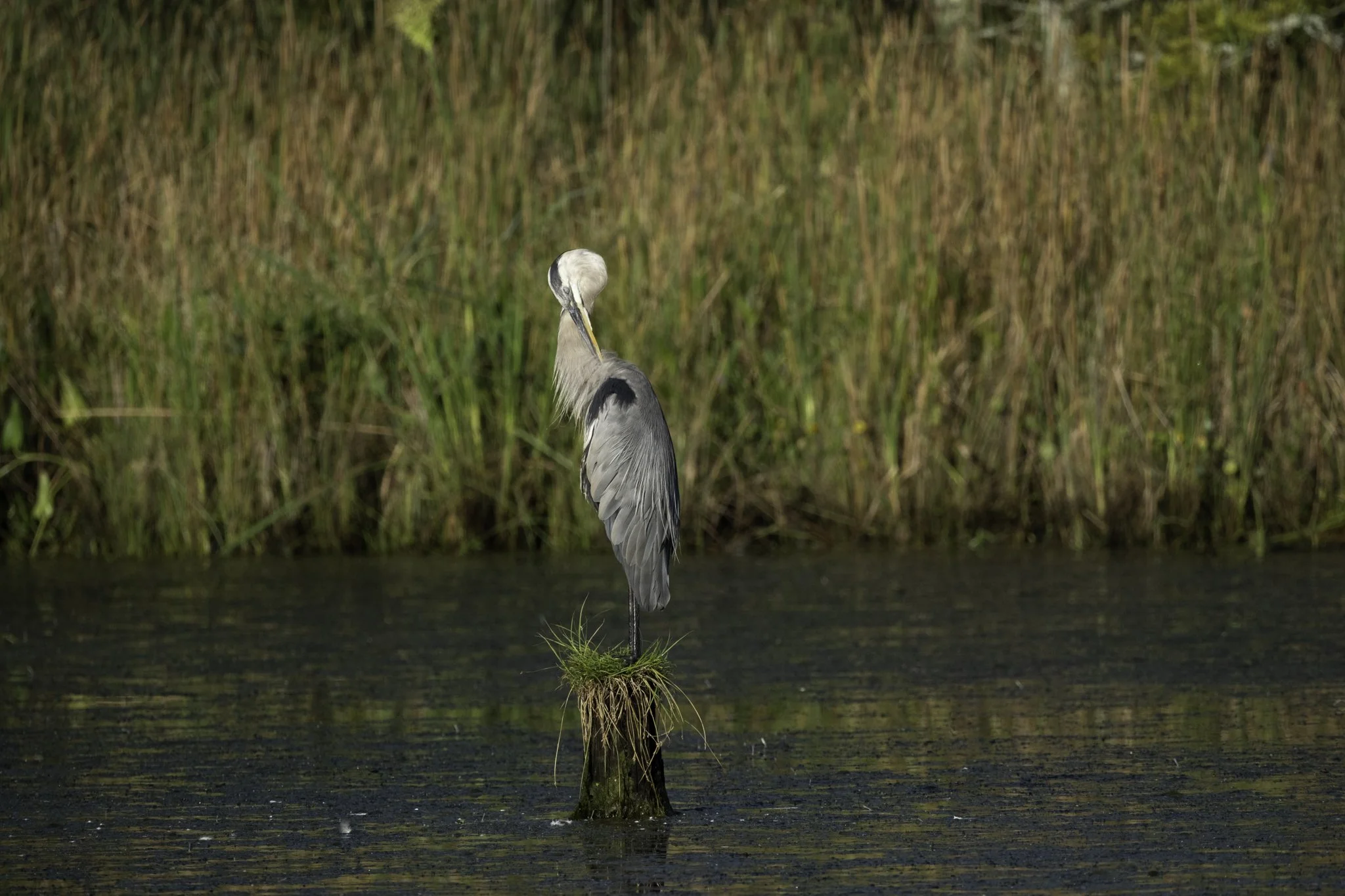 A heron standing on a small grassy stump in a body of water, with tall grass in the background.