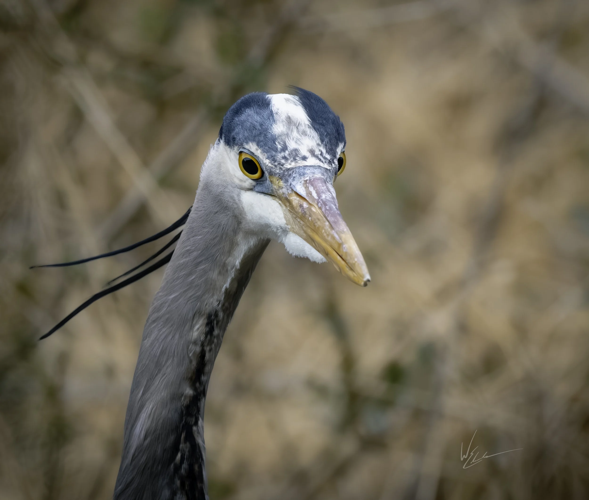 Close-up of a heron bird with a long beak and black and white head, standing in a natural outdoor setting.