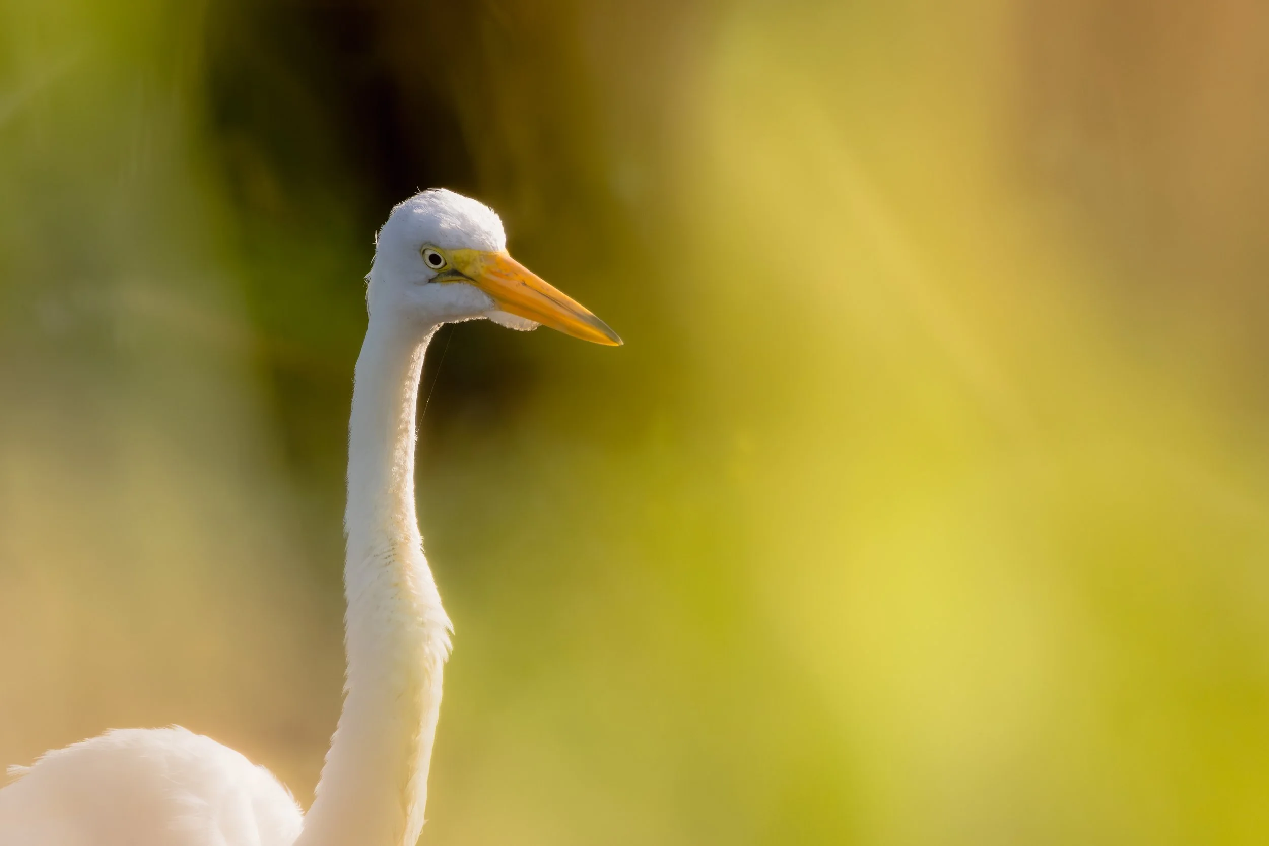 A close-up of a white stork with a long neck and orange beak against a blurred green and yellow background.