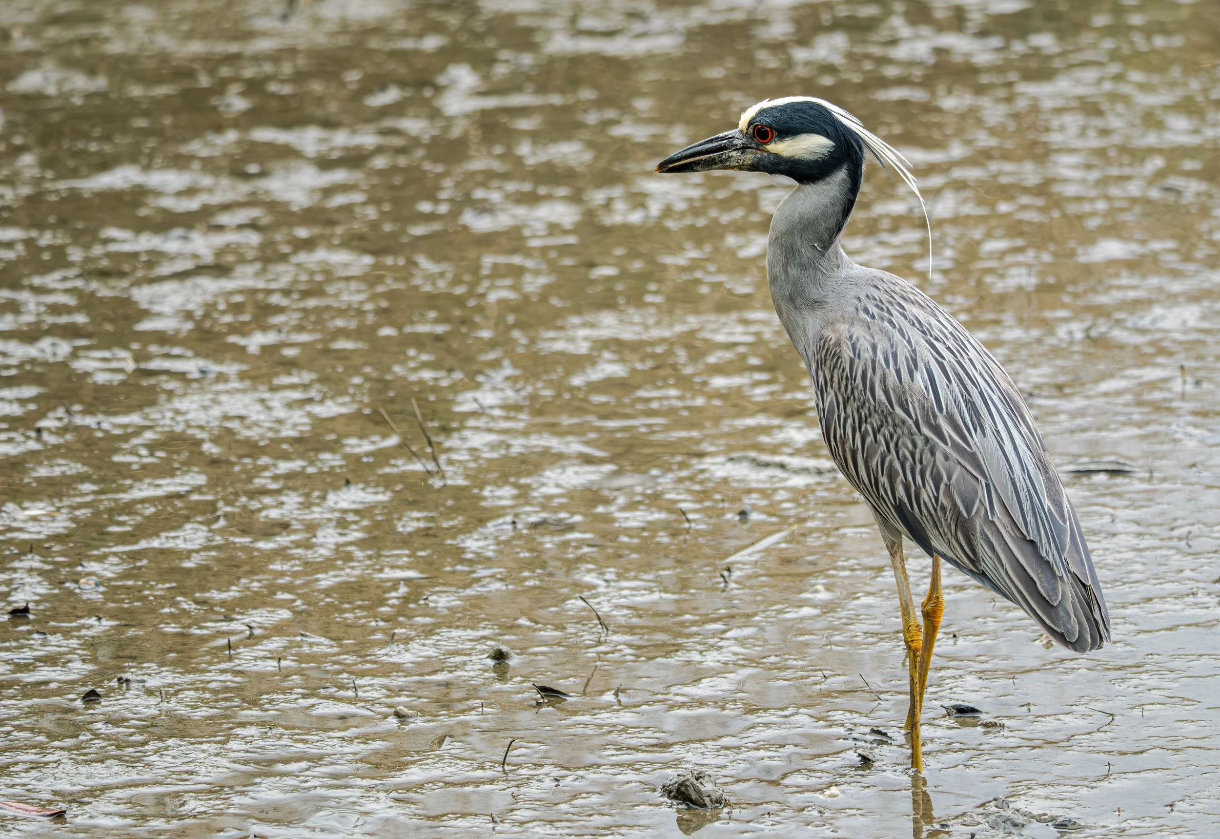 A heron standing in shallow muddy water, with a long slender neck, yellow legs, and a distinctive black and white head.