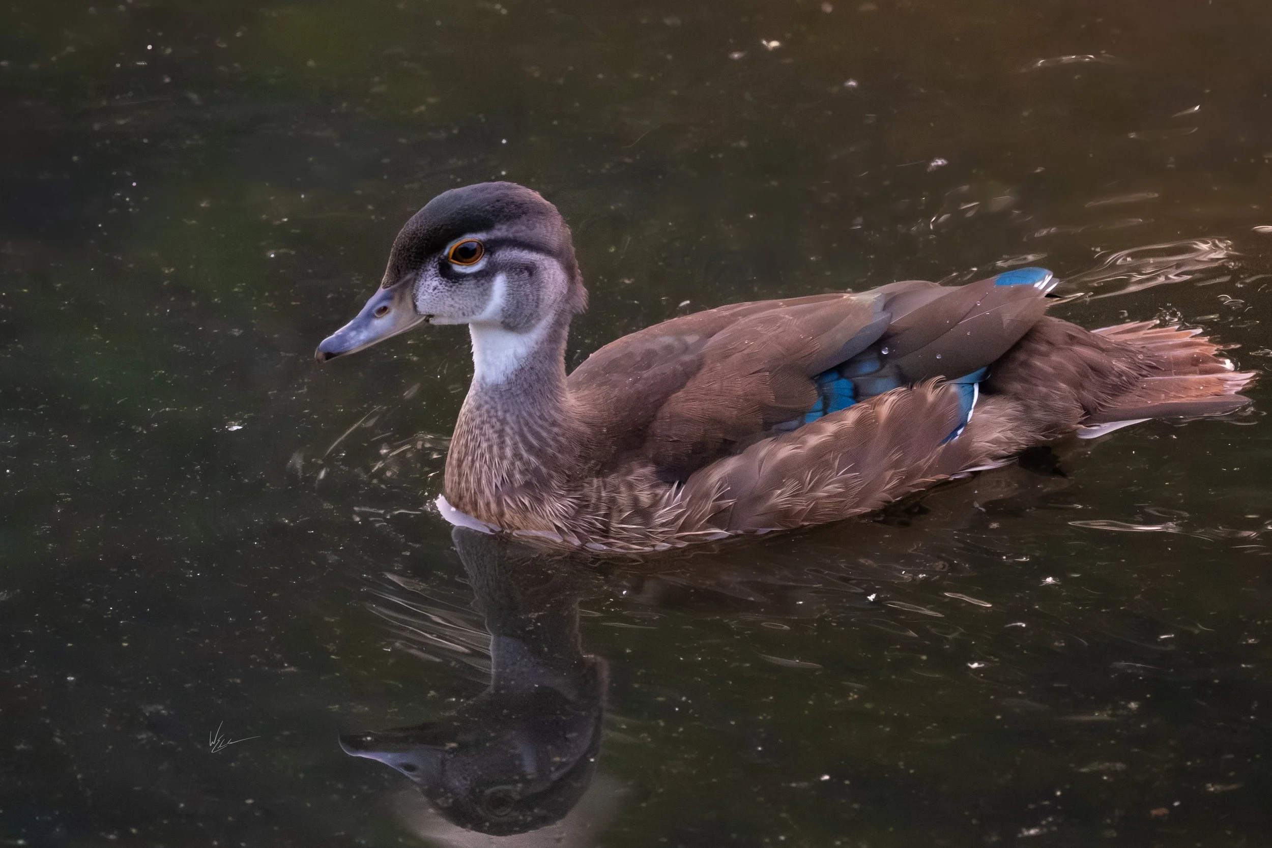 A duck swimming in dark water, with blue markings on its wings and a reflection visible on the water's surface.