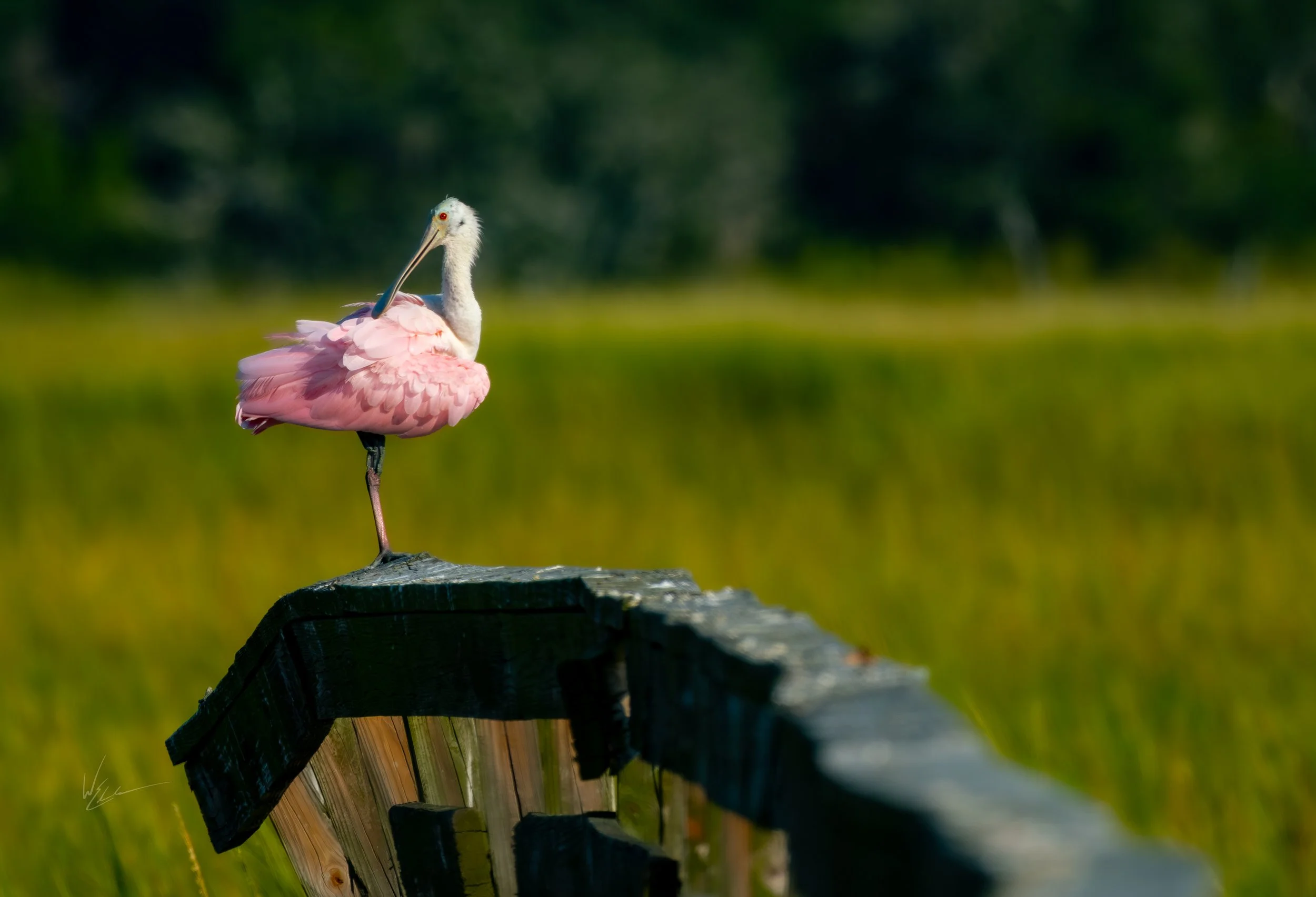 A pink flamingo standing on one leg on a weathered wooden railing in a grassy field with trees in the background.