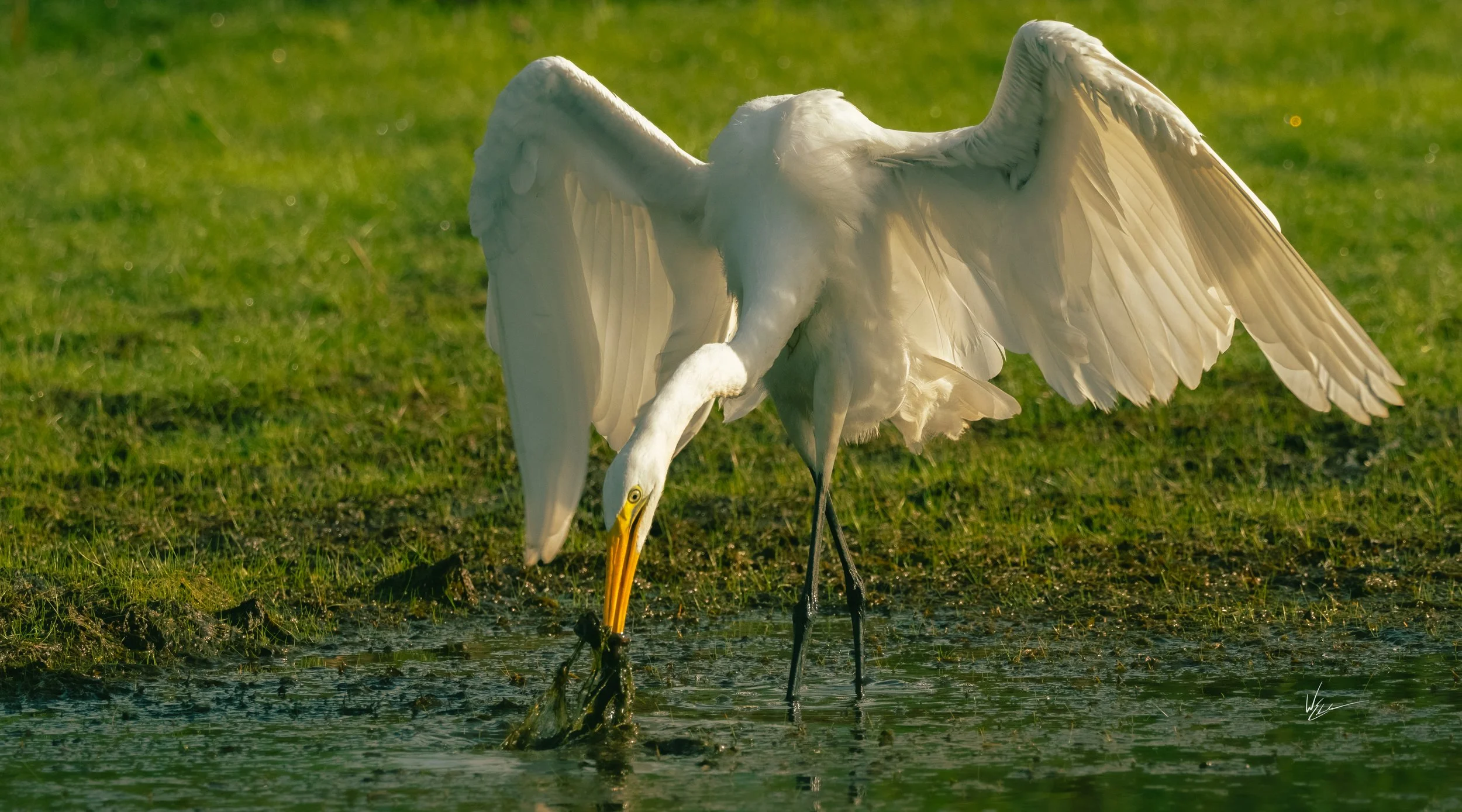 A great egret wading in a shallow pond on a grassy area, with wings partially spread and head bent down, holding aquatic vegetation in its beak.