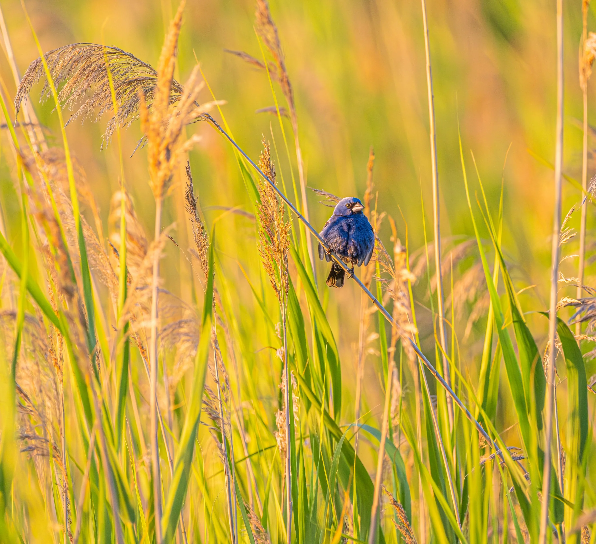 A small blue bird perched on a thin reed in a field of tall, green and yellow grasses.