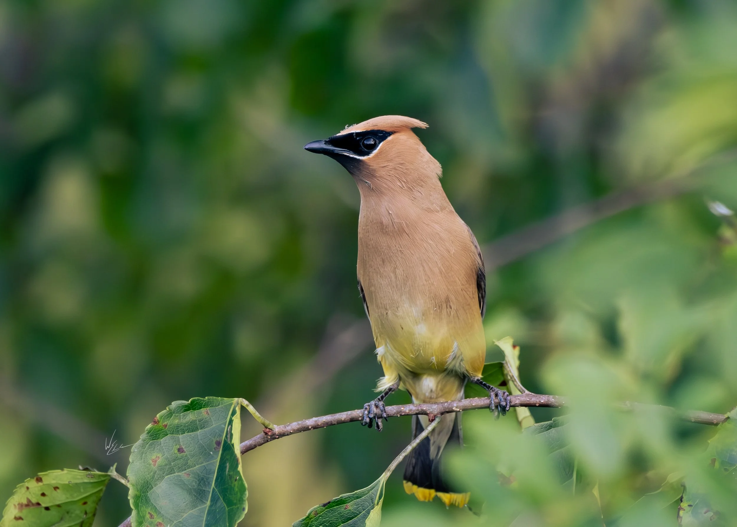 A bird with tan and black feathers sitting on a tree branch with green leaves, background blurred with greenery.