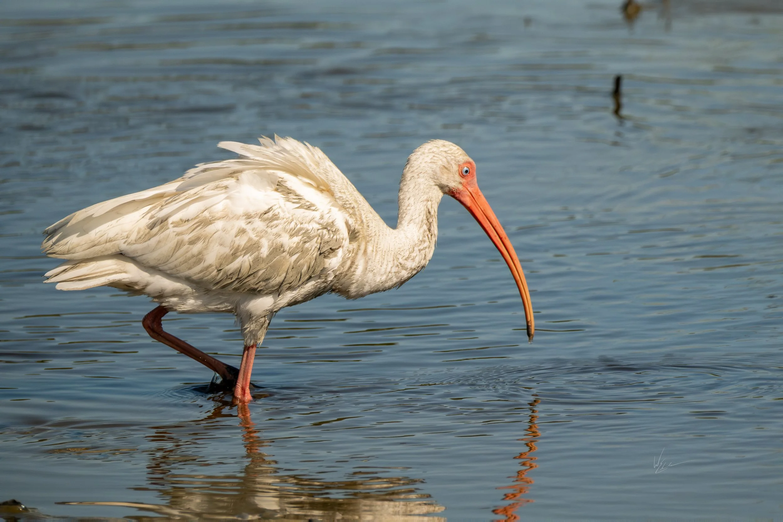 A white stork with a long orange beak standing in shallow water.