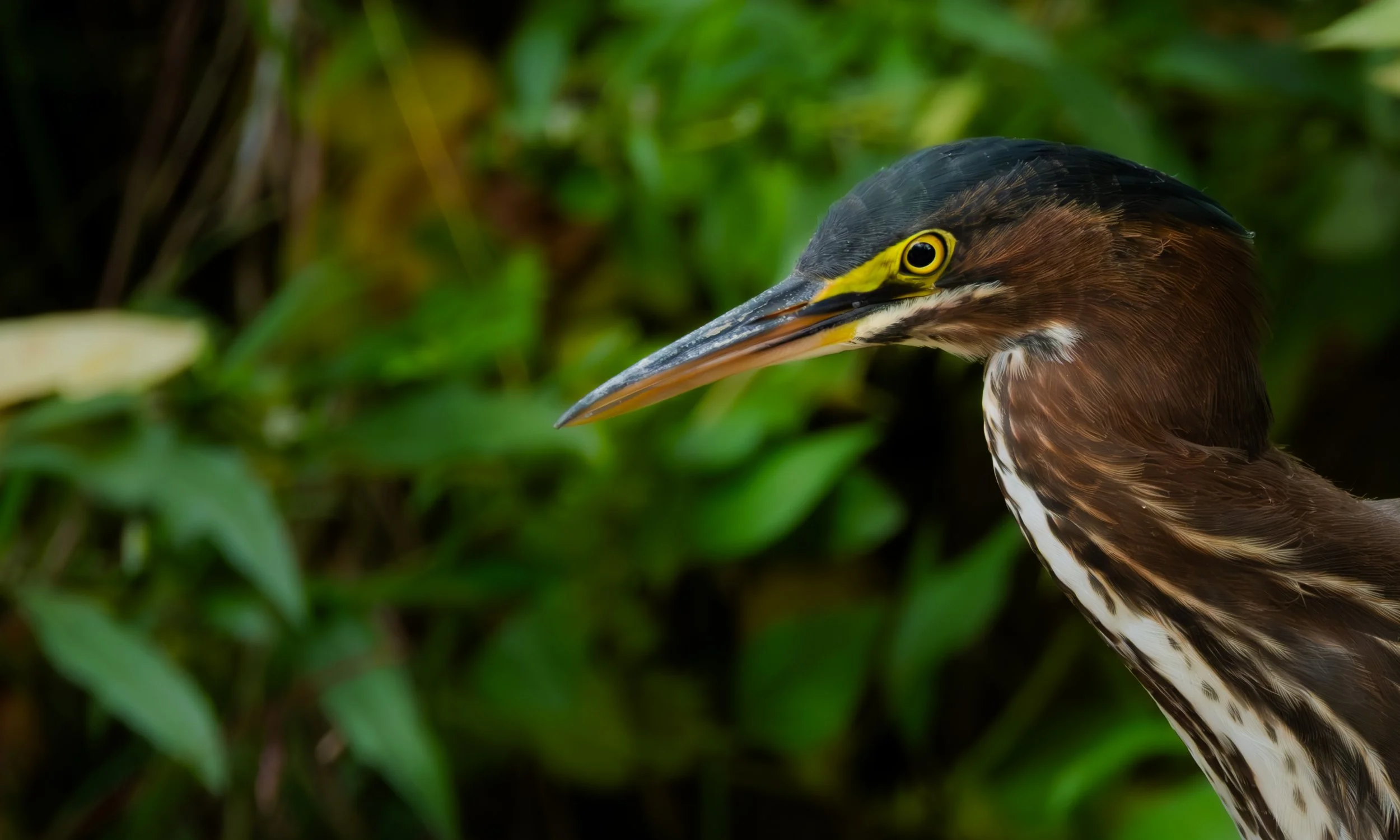 Close-up of a heron with brown and white feathers, a yellow eye, and a long pointed beak, surrounded by green foliage.
