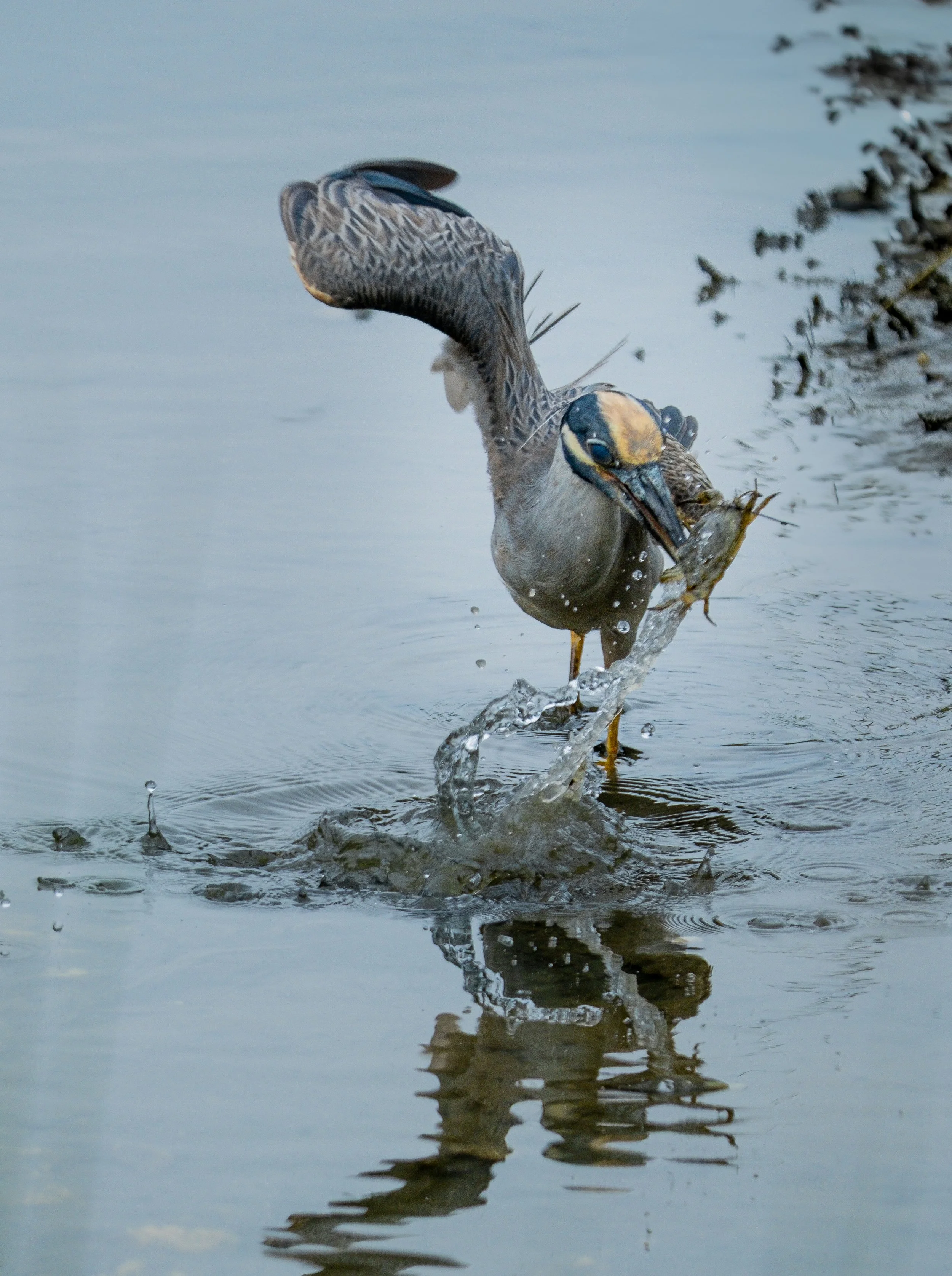 A heron catching a fish in a shallow body of water, with water splashing around it.
