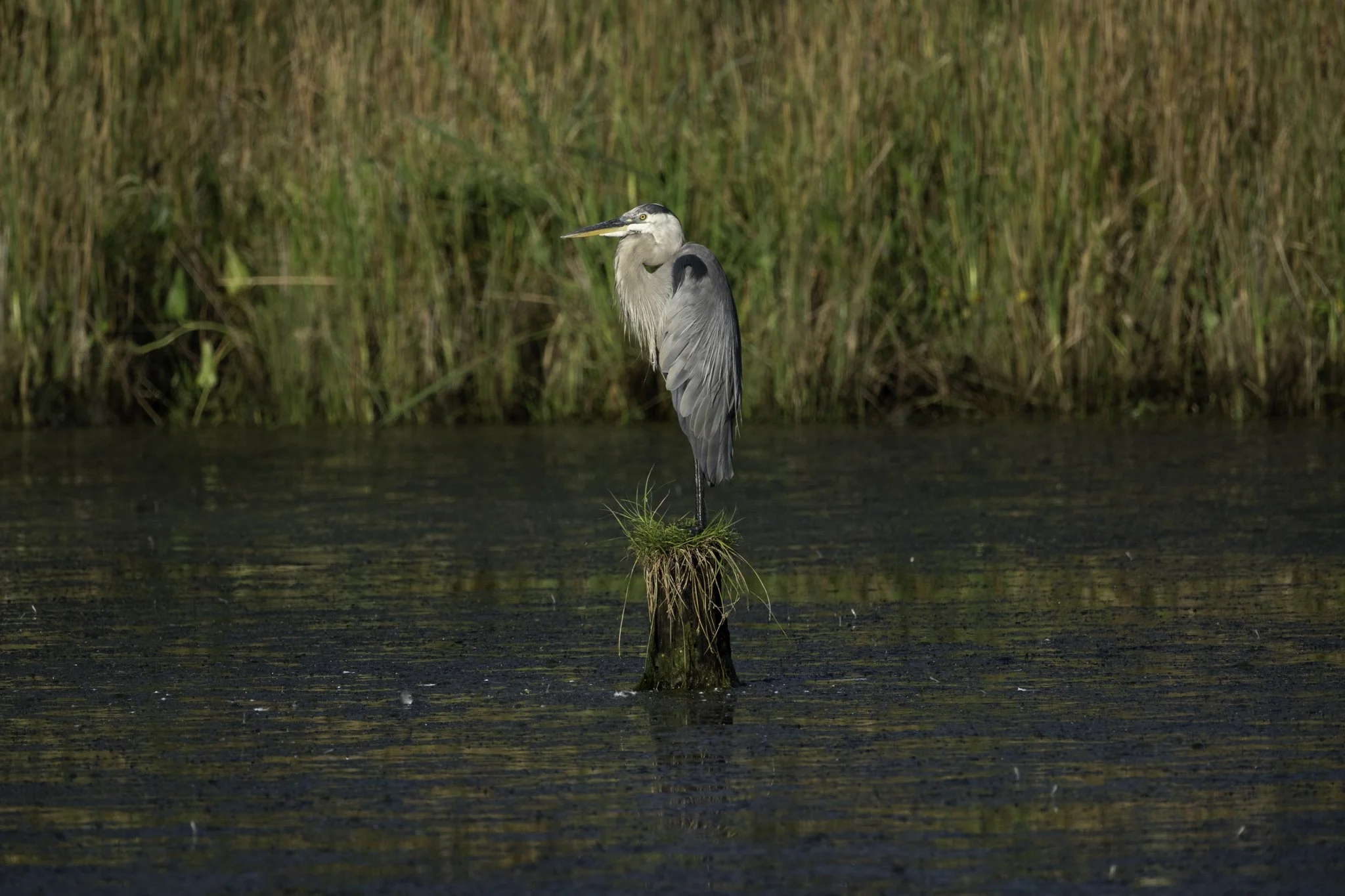 A heron standing on a small grassy mound in a body of water with a background of tall green reeds.