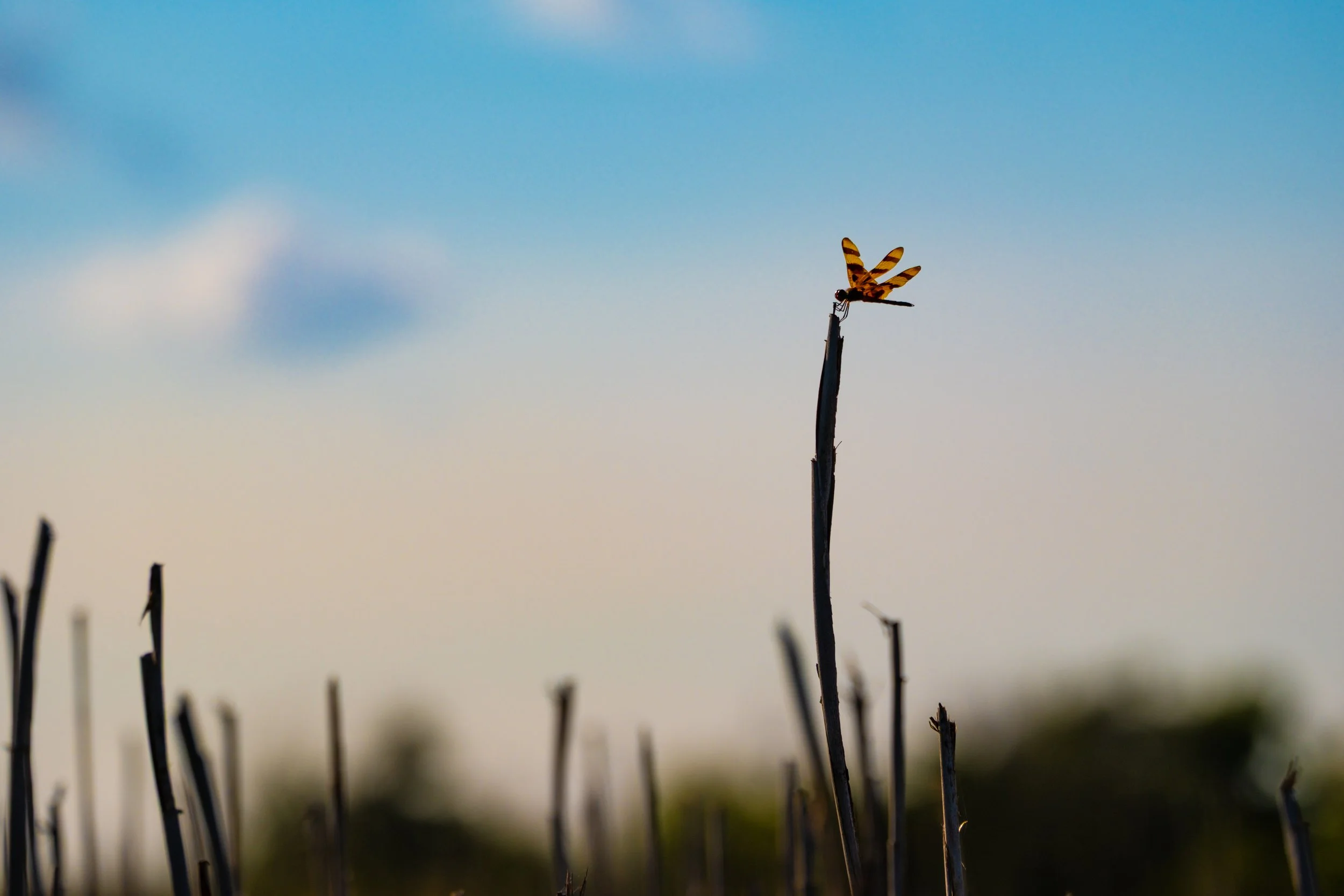 A dragonfly with yellow and black stripes perched on a tall, thin, dried twig against a blue sky with some clouds.