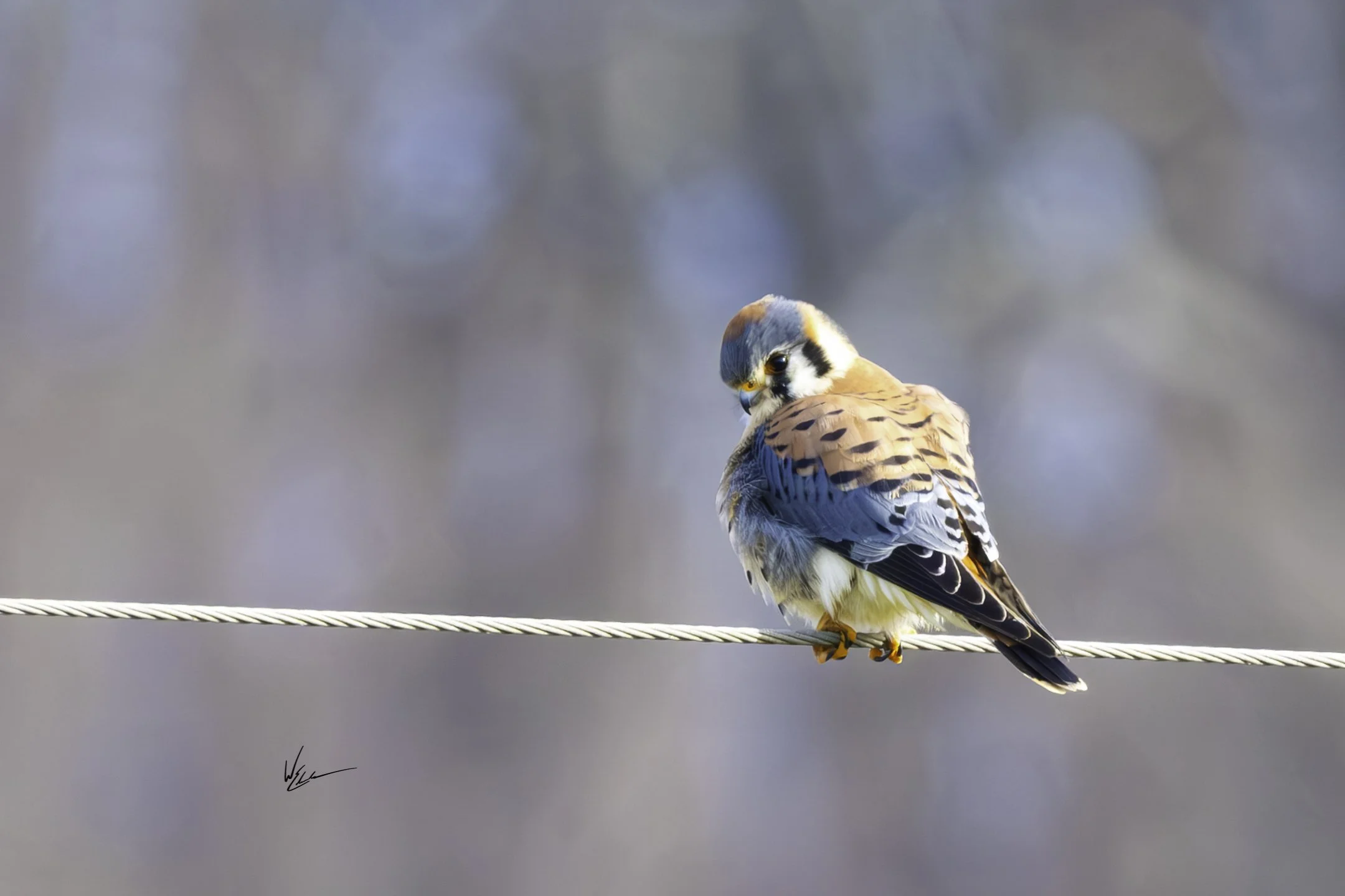 A small bird, an American Kestrel, perched on a wire, looking over its shoulder with a blurred background.