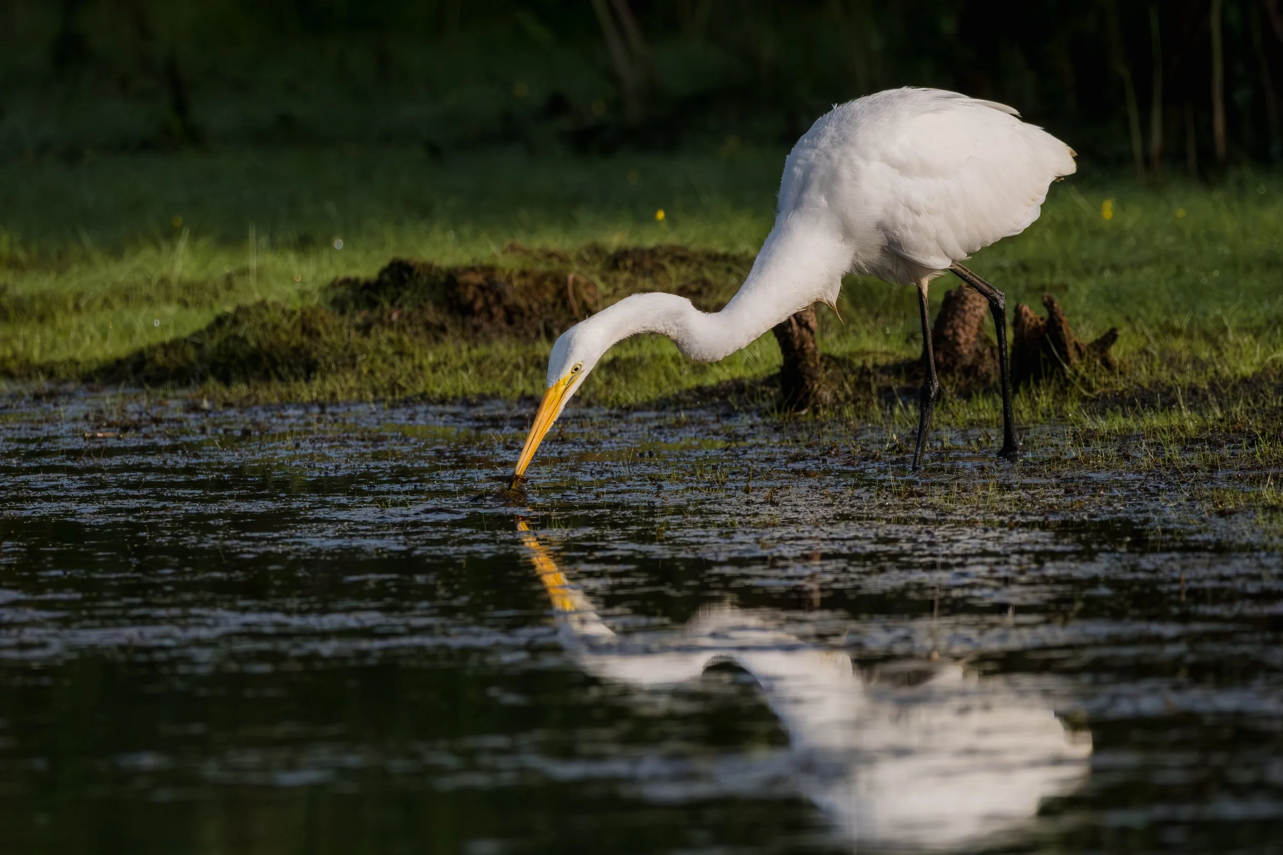 A great egret wading in shallow water with its neck bent downward, catching fish.