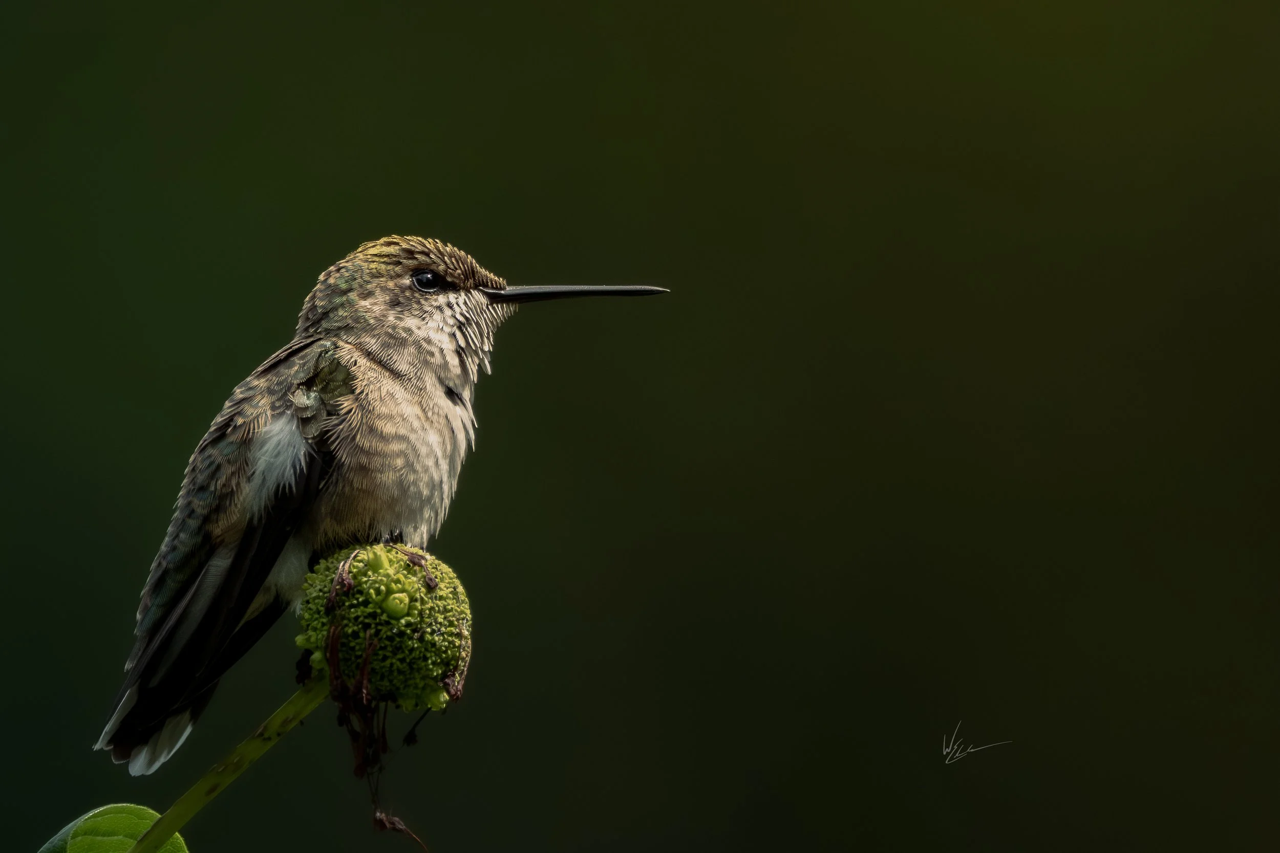 A small hummingbird perched on a green plant against a dark green background.