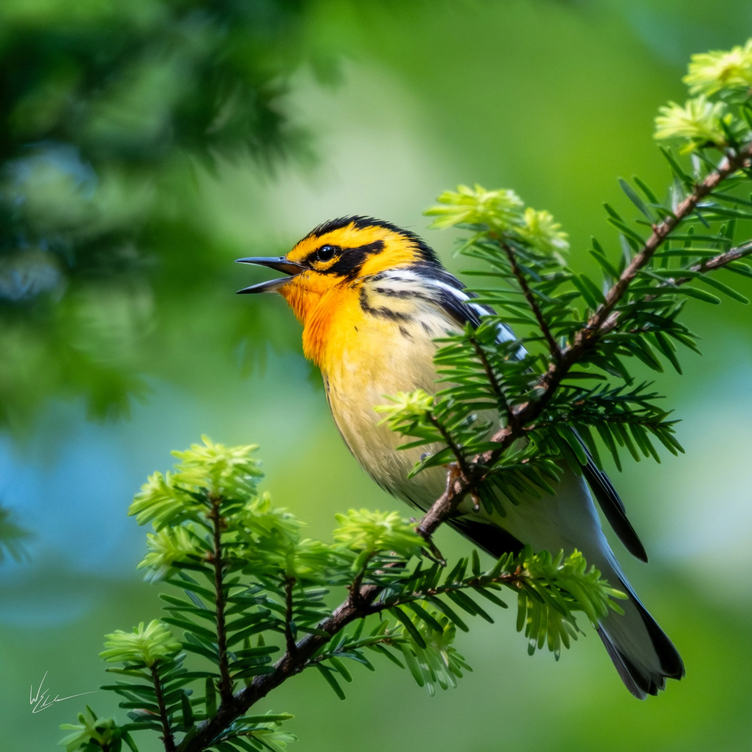 A bright yellow and black bird perched on a green pine branch, singing with its beak open.
