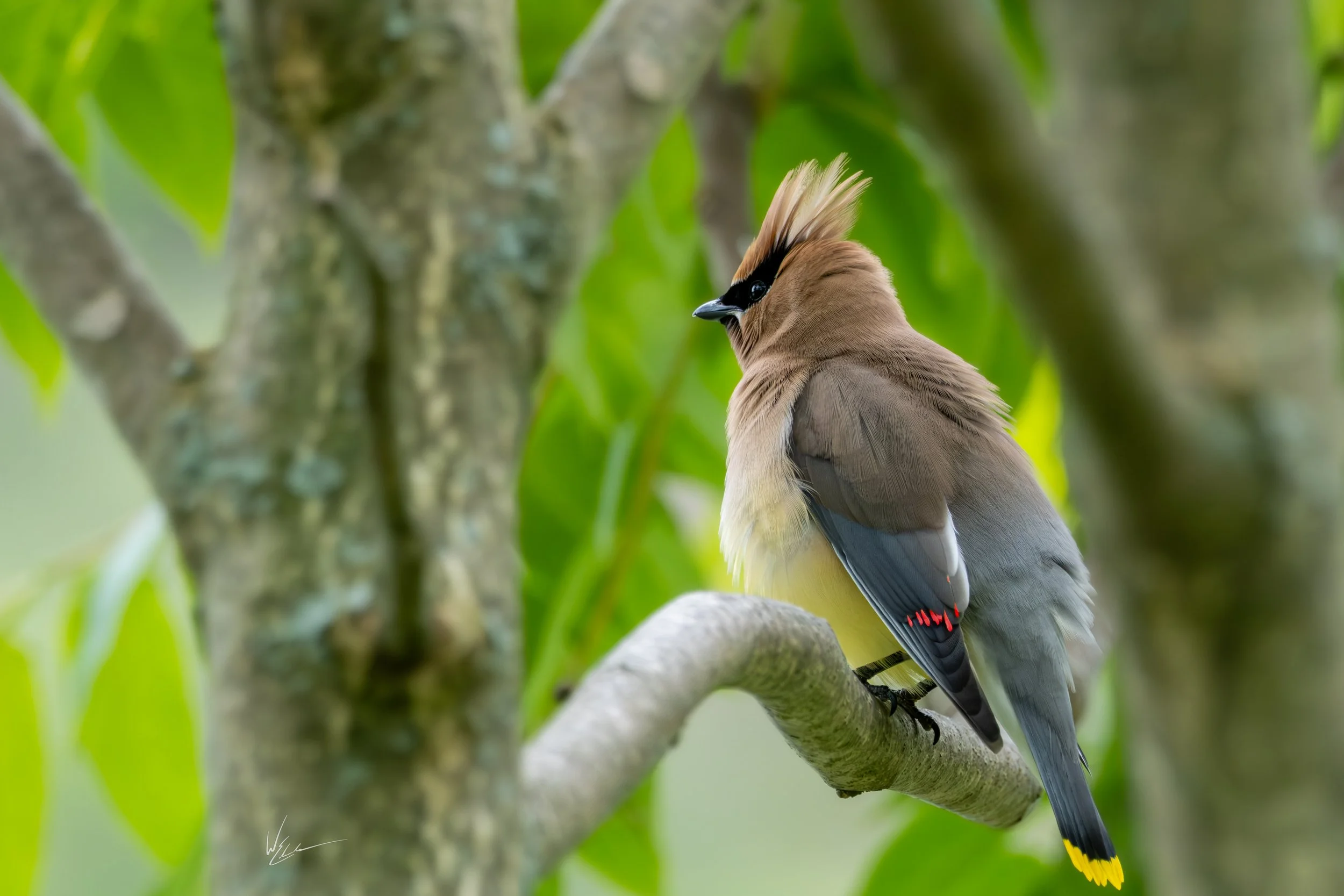 A colorful bird with a distinctive crest and black mask, perched on a tree branch among green leaves.