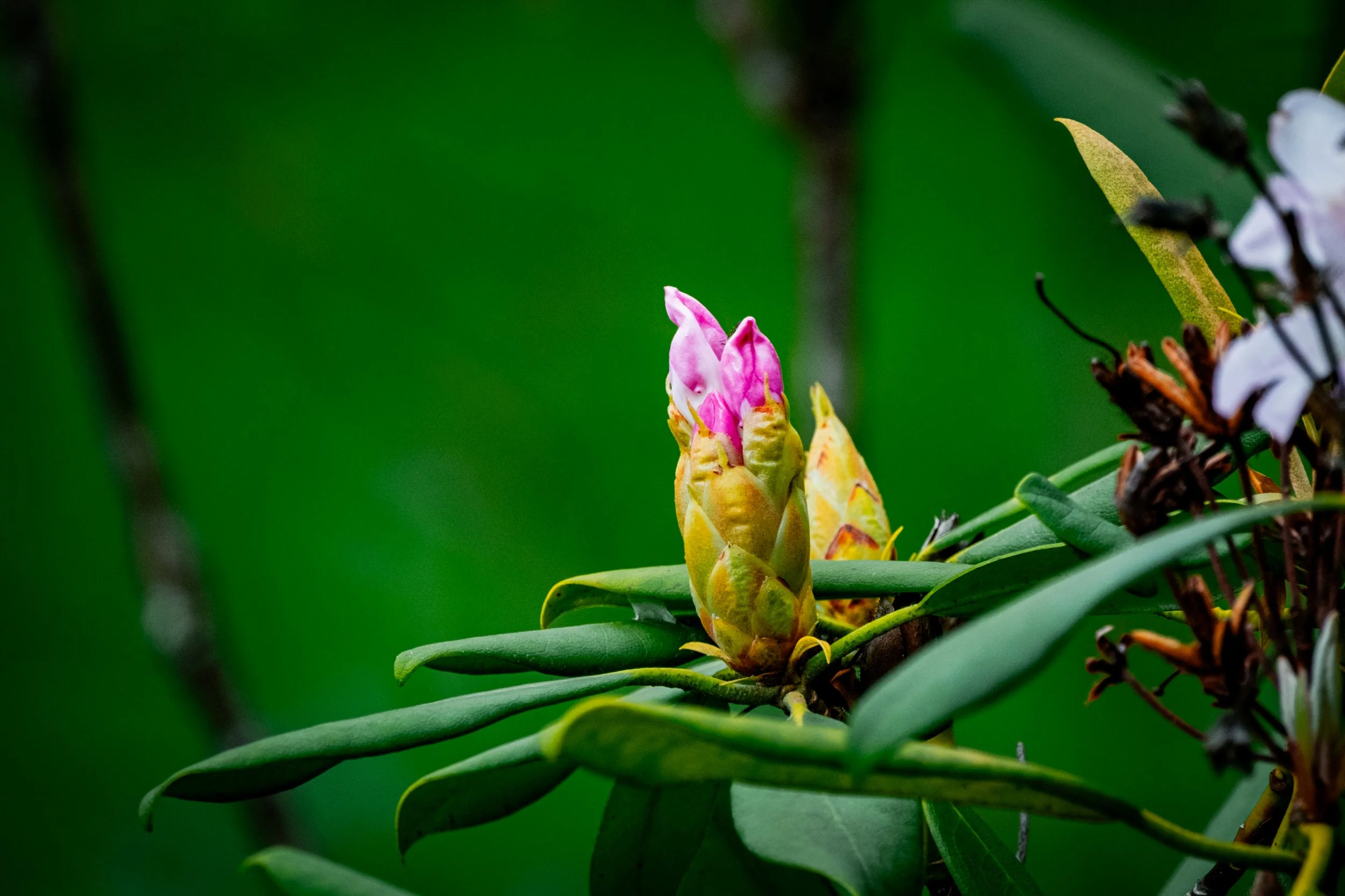 Close-up of a pink and white flower bud on a green leafy plant with a blurred green background.