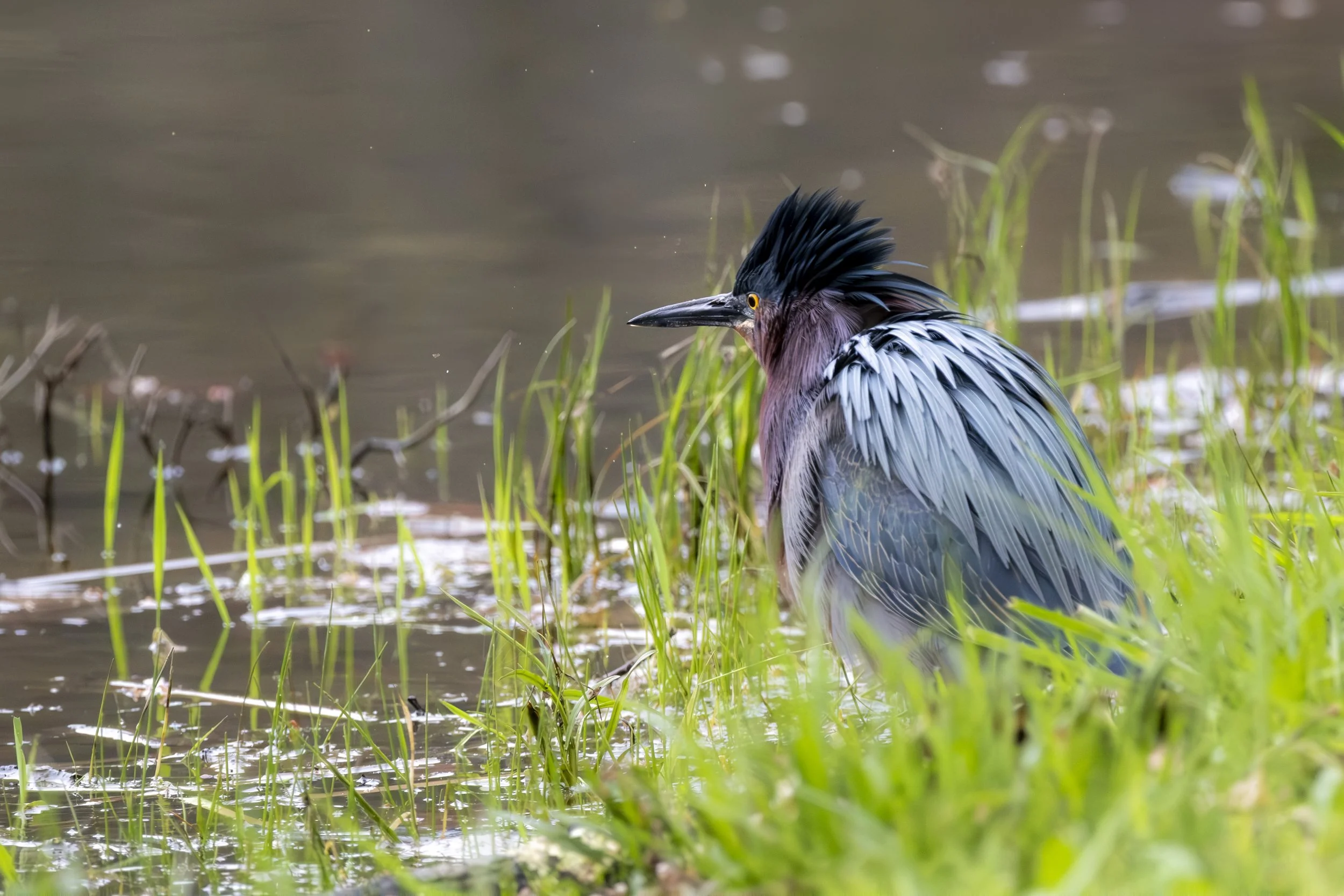 A heron standing in the water among green grass with its feathers wet.