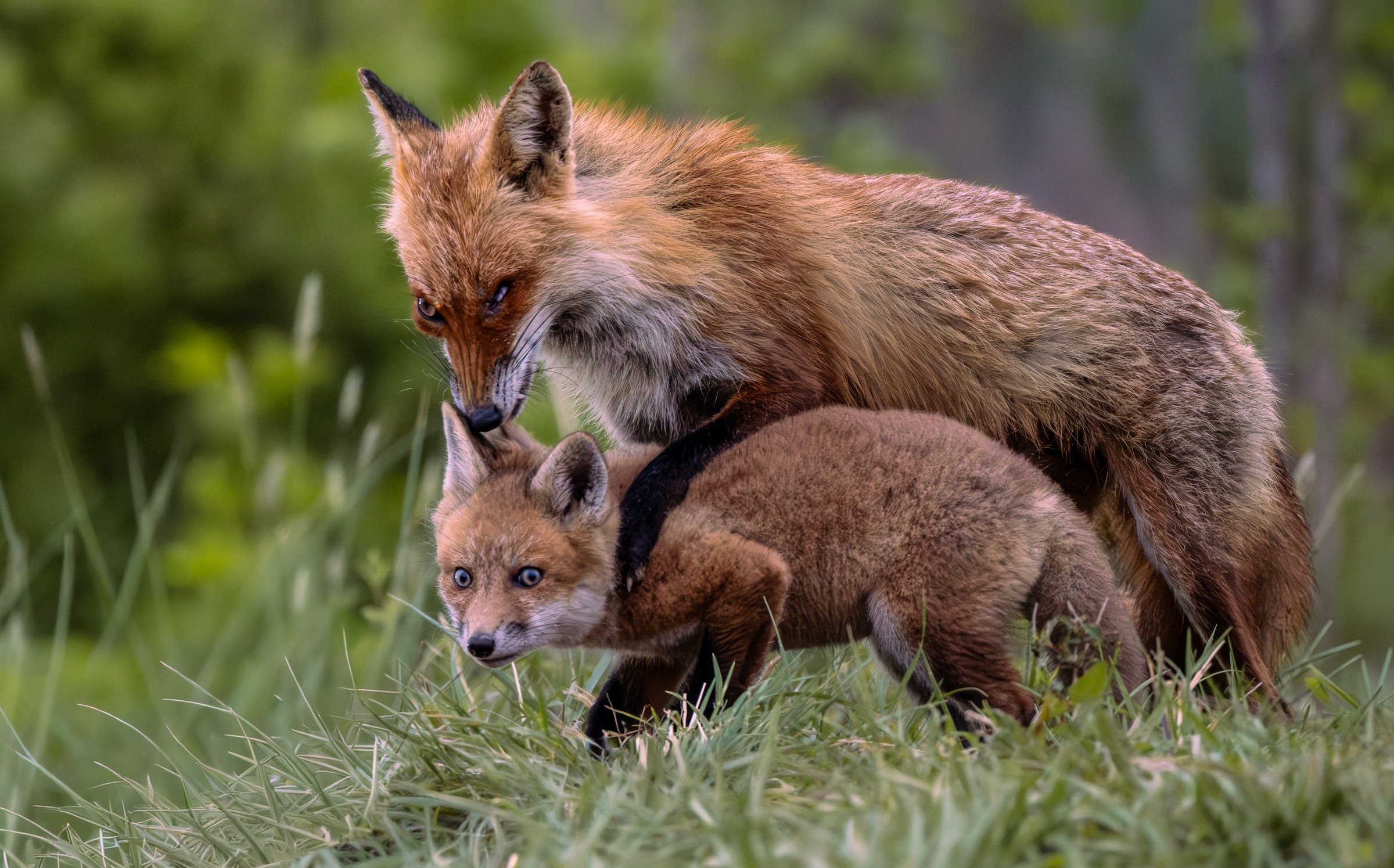 Red Fox
Vulpes vulpes

Grooming between an adult fox and a kit reveals a quiet moment of care.

Did you know? Foxes store spare food in caches and can return later to retrieve it.