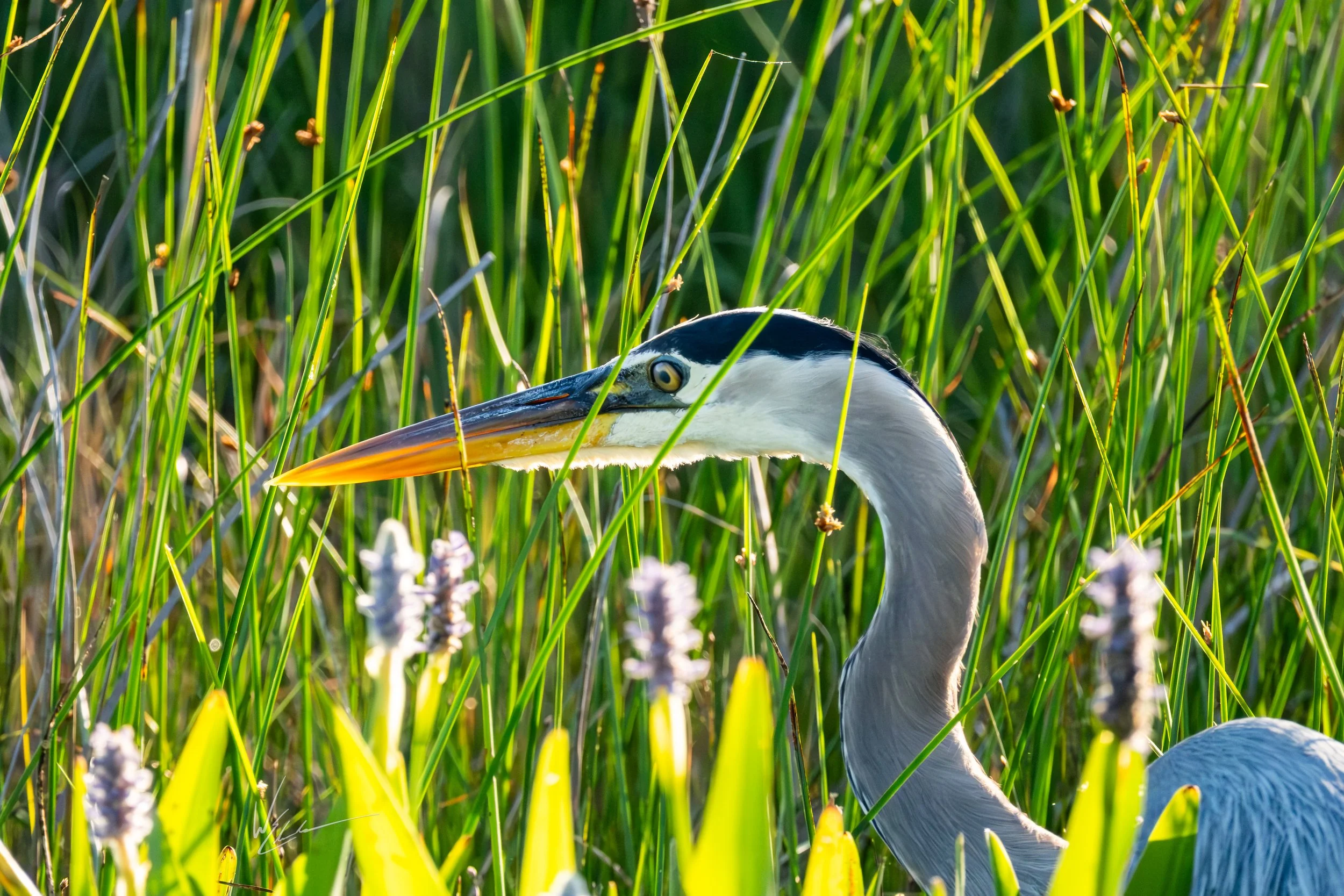 A heron standing among tall green reeds with purple flowers in a natural wetland environment.