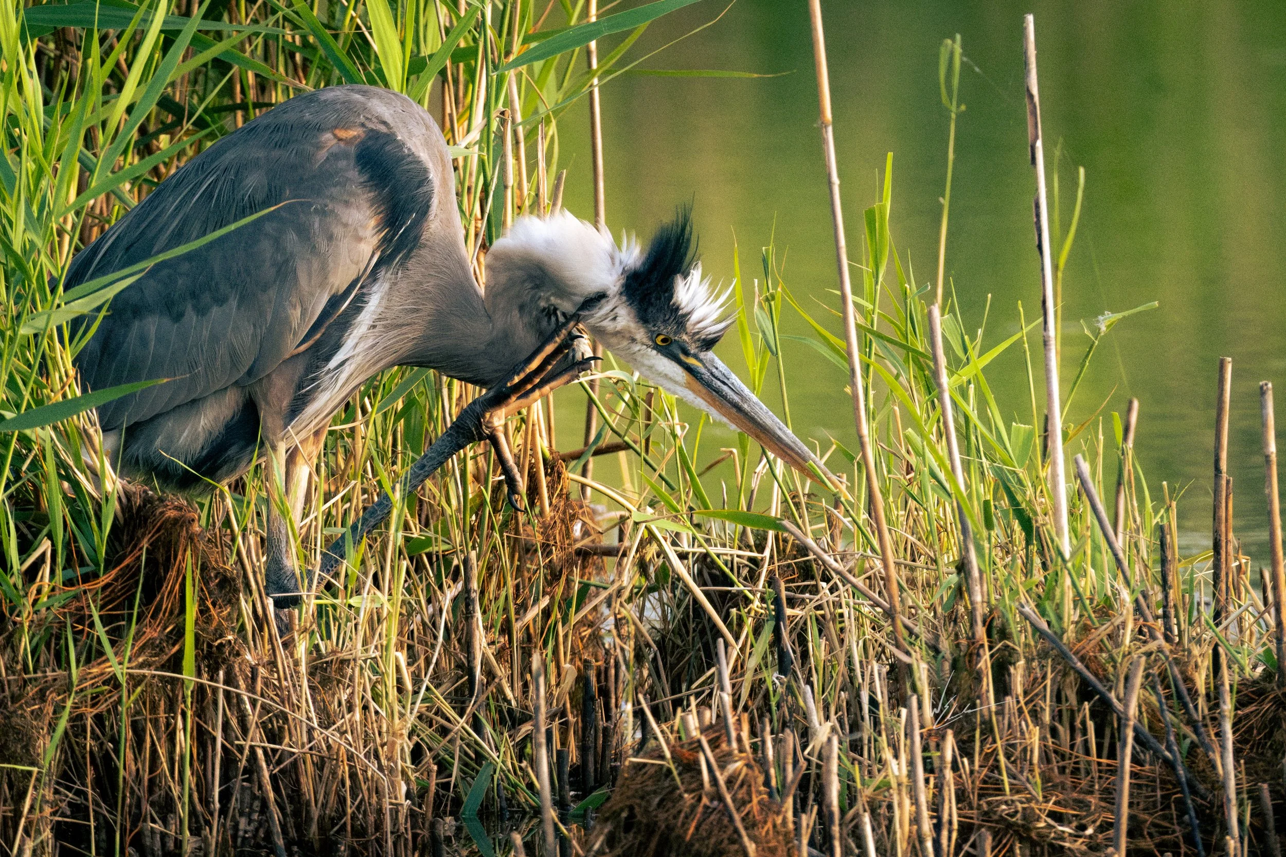 A great blue heron standing among tall grass and reeds by the water's edge, preparing to catch fish.