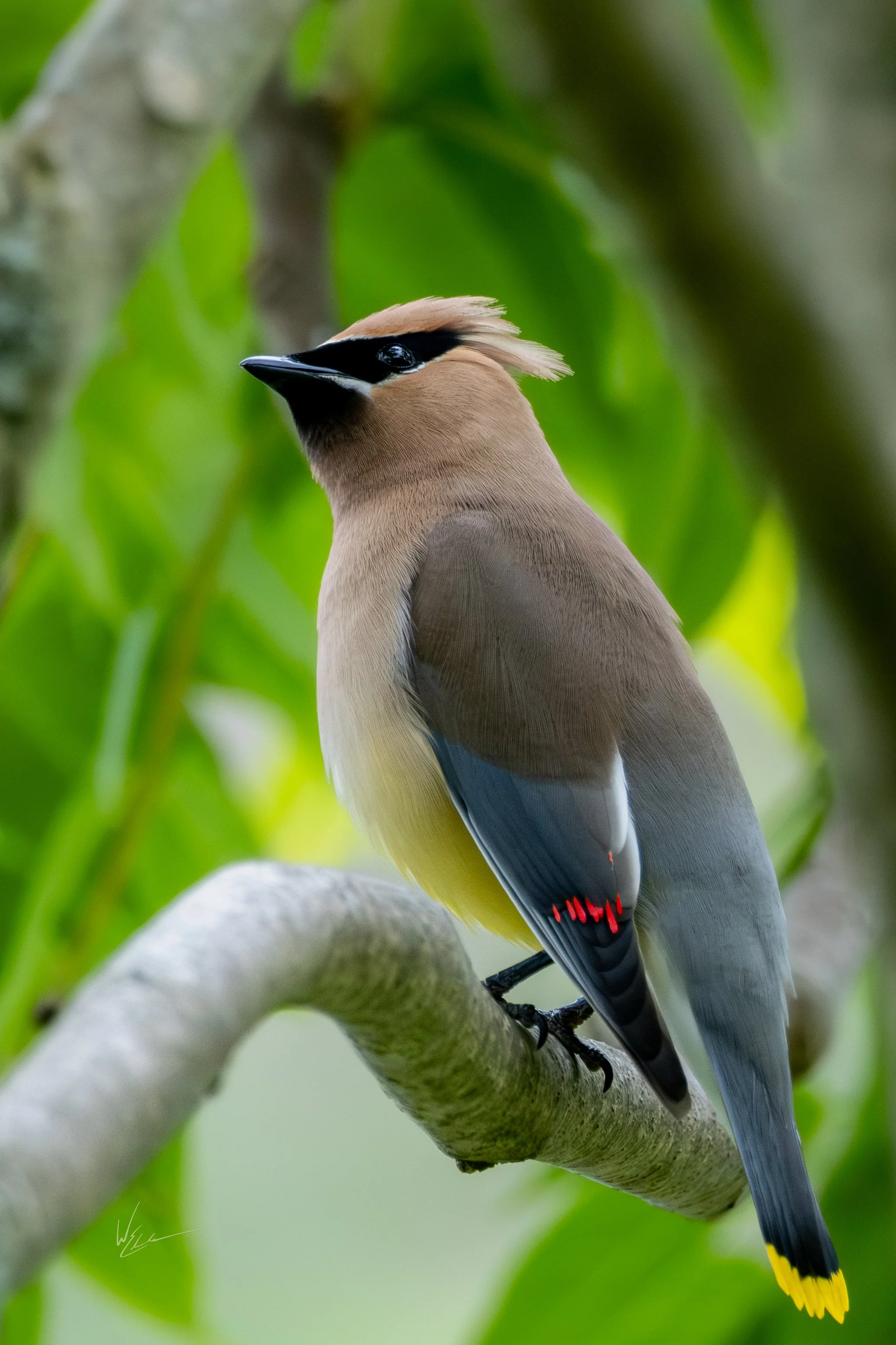 A cedar waxwing bird perched on a tree branch with green leaves in the background.