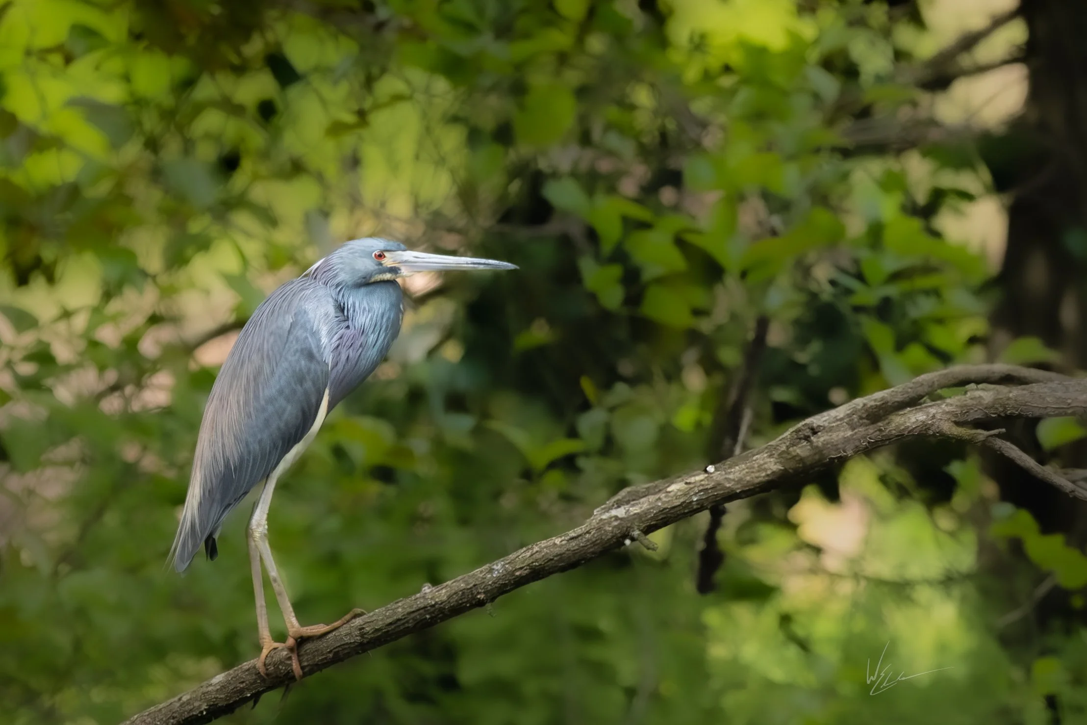 A grey heron standing on a tree branch with green foliage in the background.