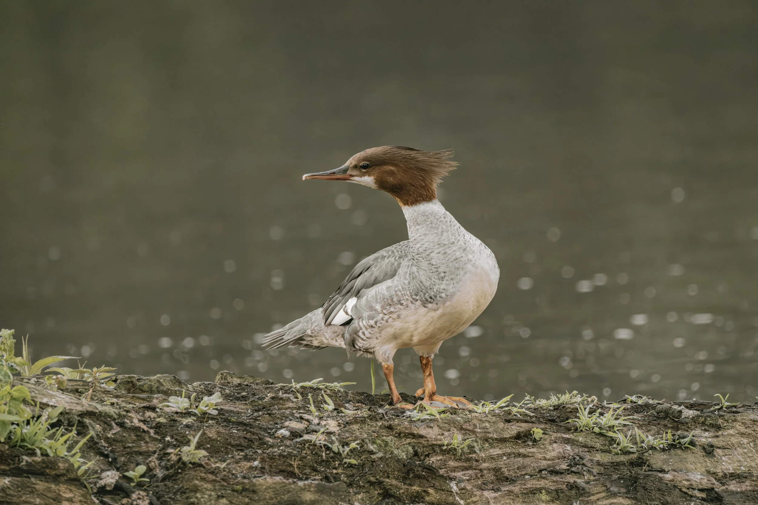 A female common merganser duck standing on a log near water, with a blurred water background.
