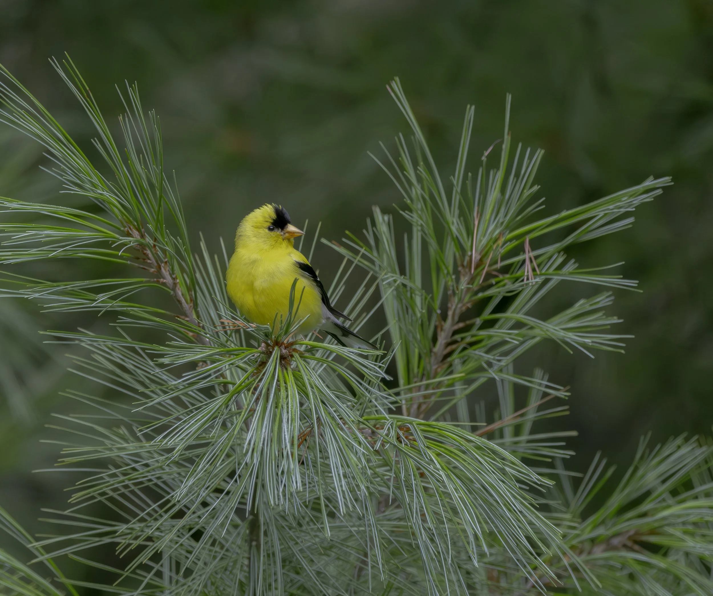 A yellow bird with black markings perched on pine tree branches.