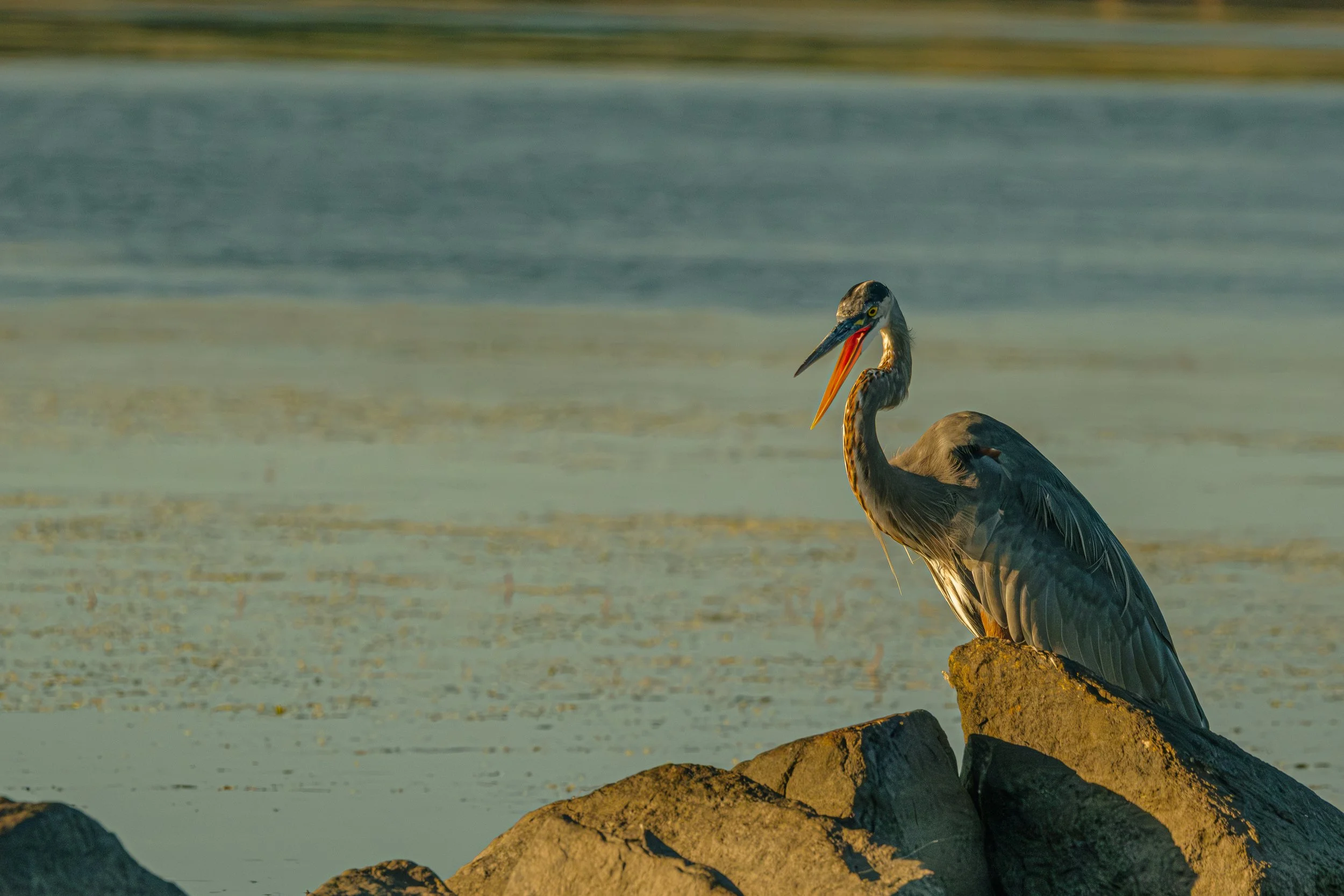 A heron standing on rocks by a body of water with its beak open.