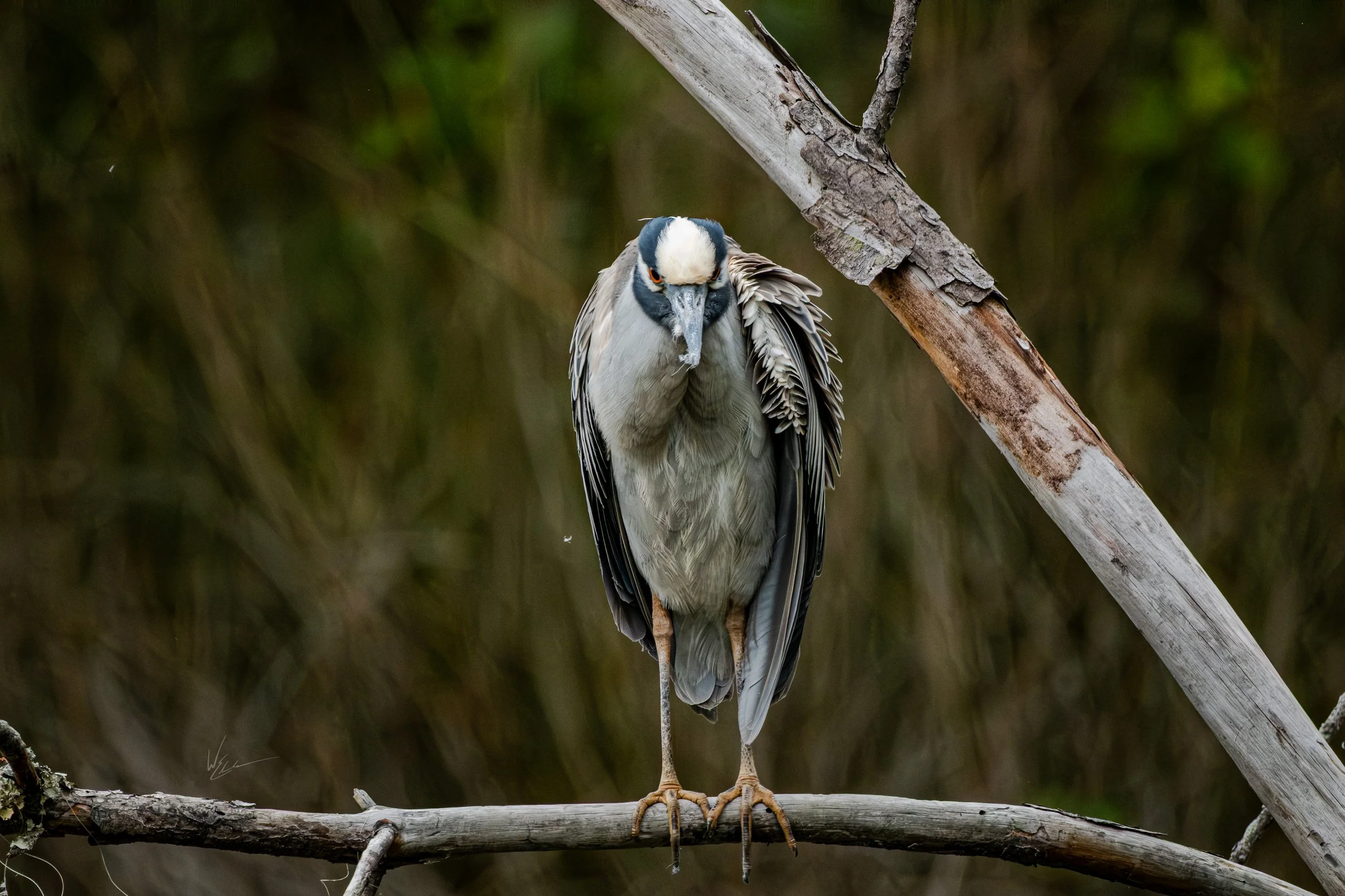 A heron standing on a branch with a green blurred background.