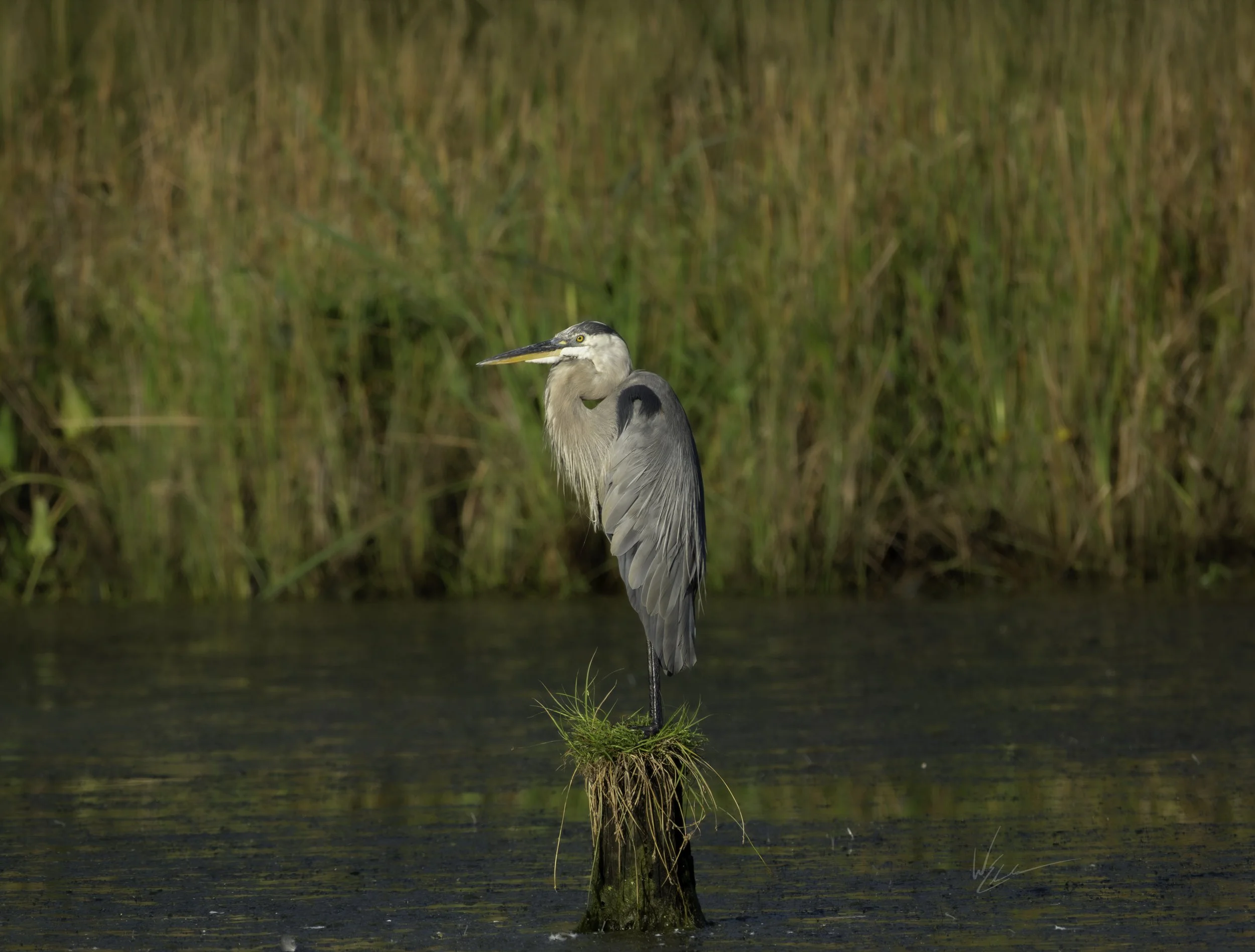 A heron stands on a small grassy and mossy stump in water, with tall green and brown reeds in the background.