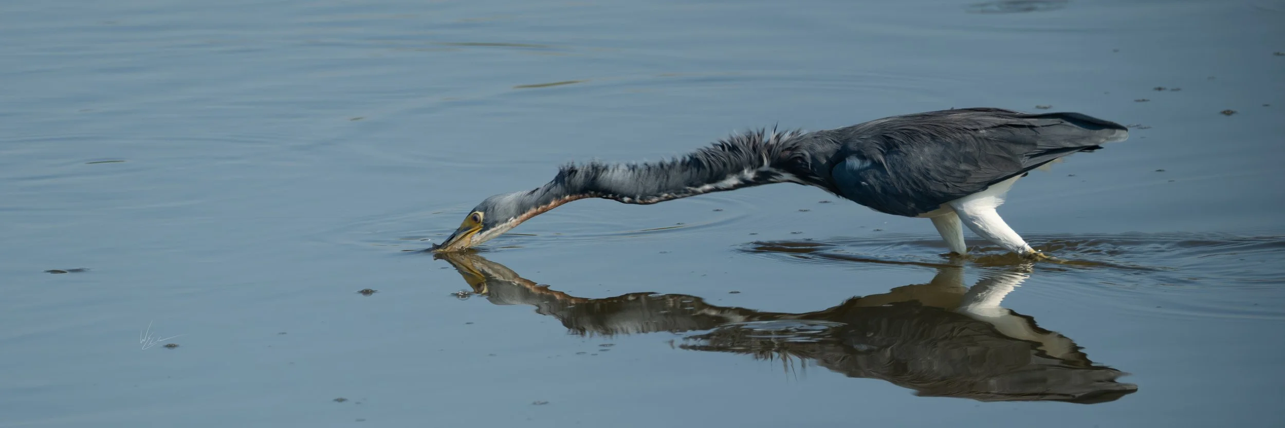 A grey heron with a long neck stretching downward to catch a fish in a body of water.