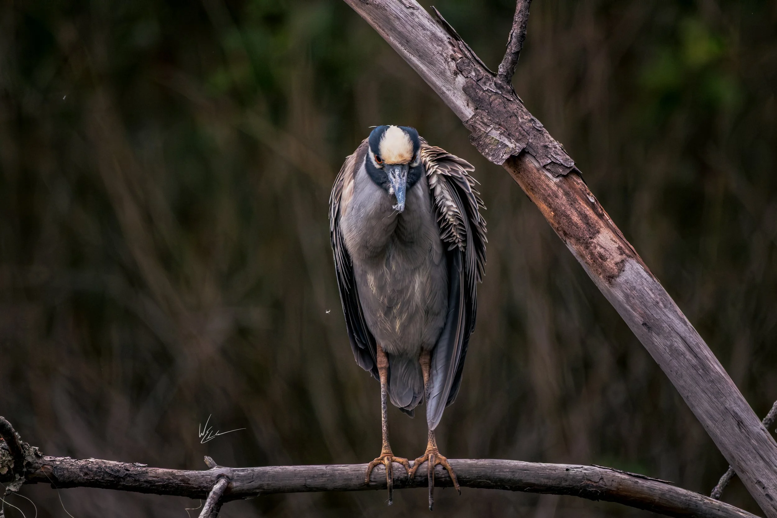 A heron perched on a branch with a dark, blurred background.
