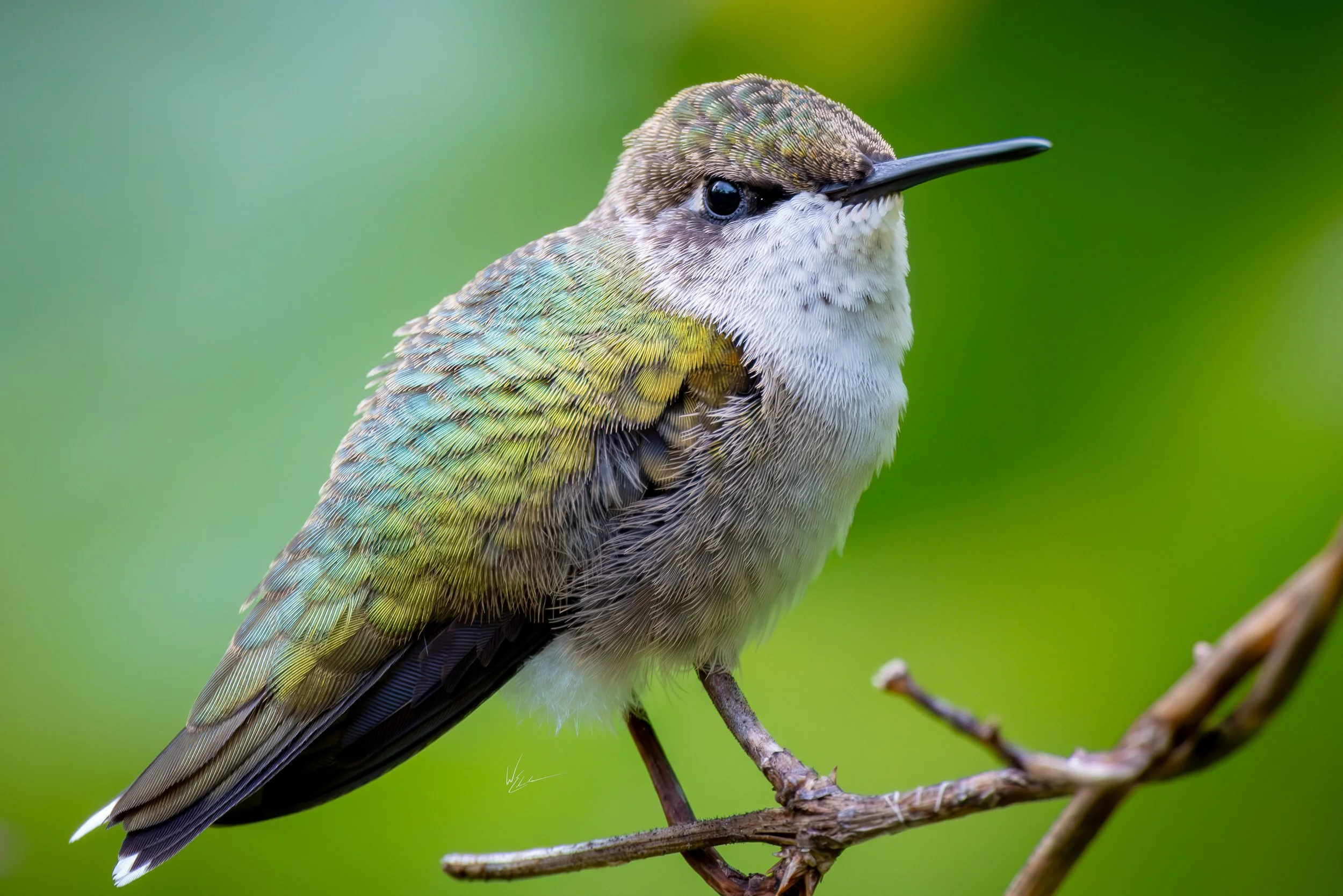 Close-up of a small hummingbird perched on a thin branch with a blurred green background