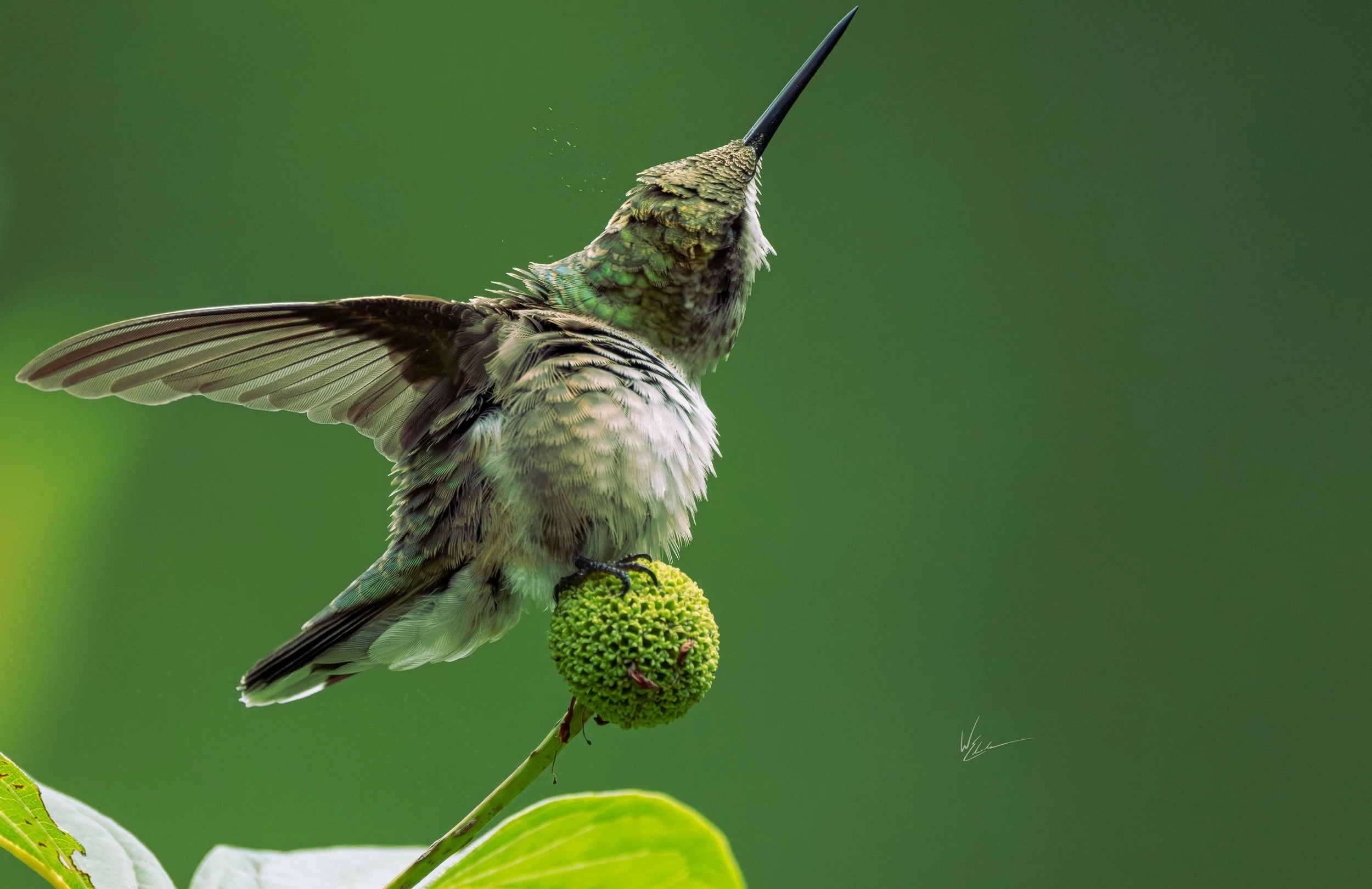 Hummingbird perched on a green fruit, with wings extended and beak pointing upward, against a blurred green background.