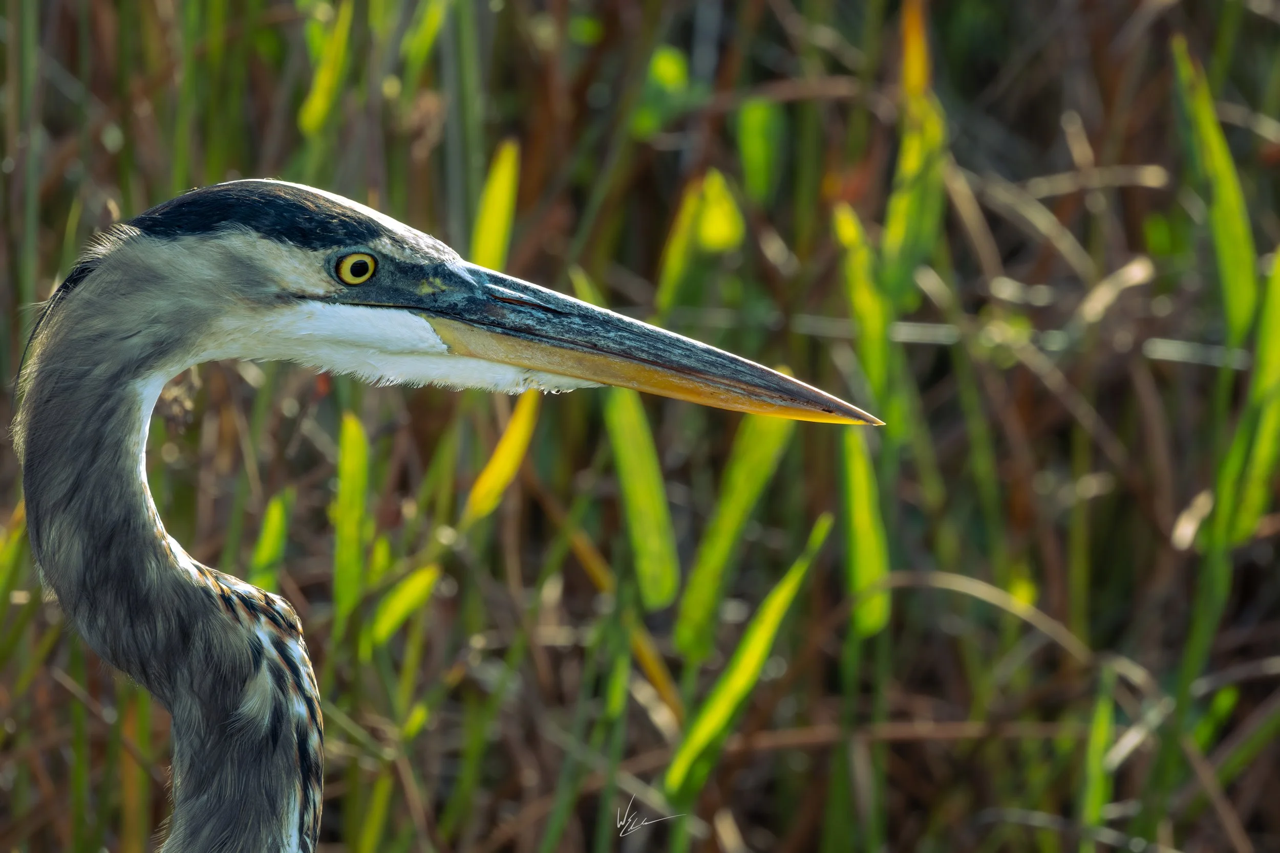 Close-up of a heron with a long, pointed beak, standing among tall green grasses.