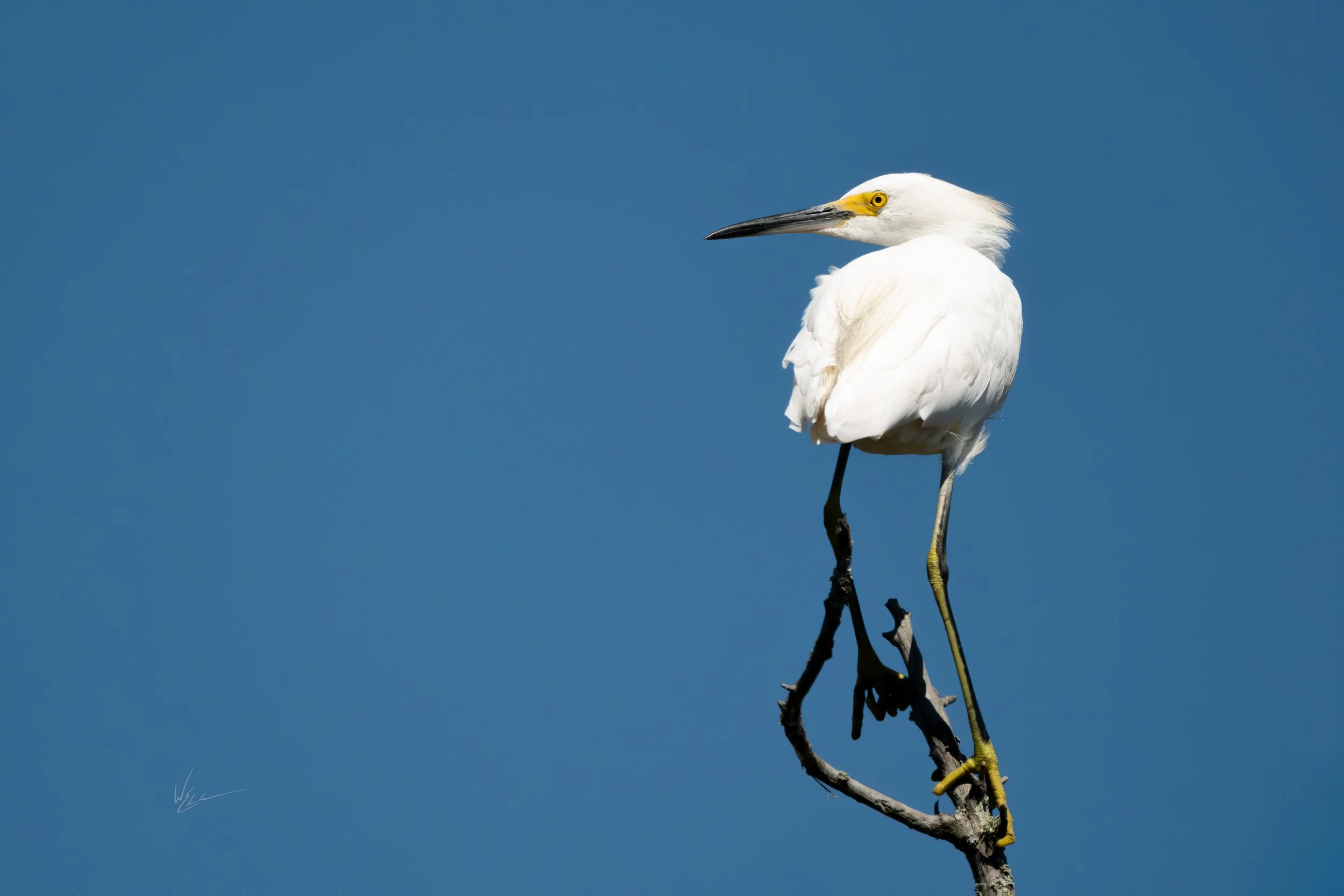 A white heron perched on a bare branch against a clear blue sky.