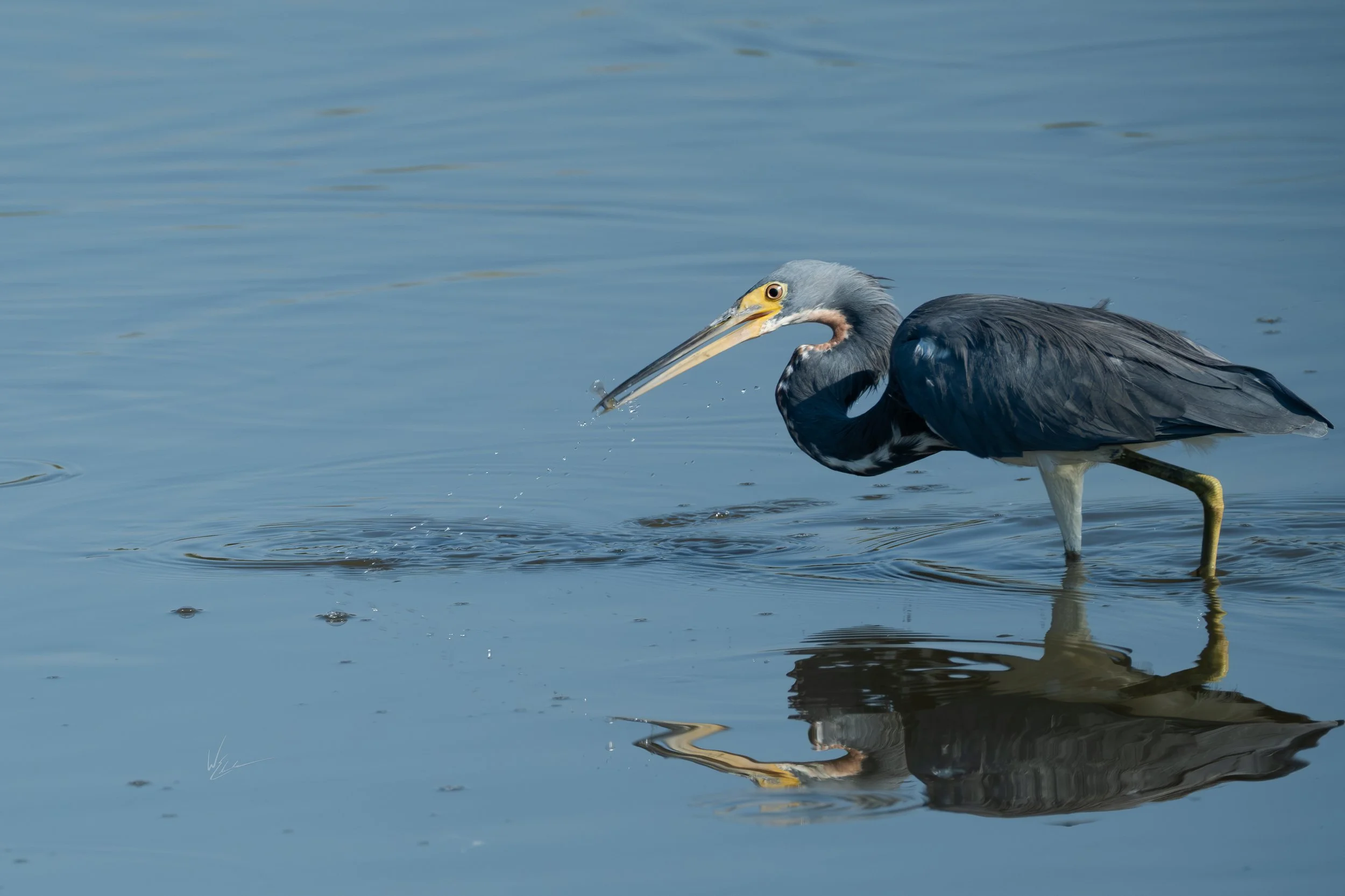 A heron standing in shallow water, catching a fish with its beak.