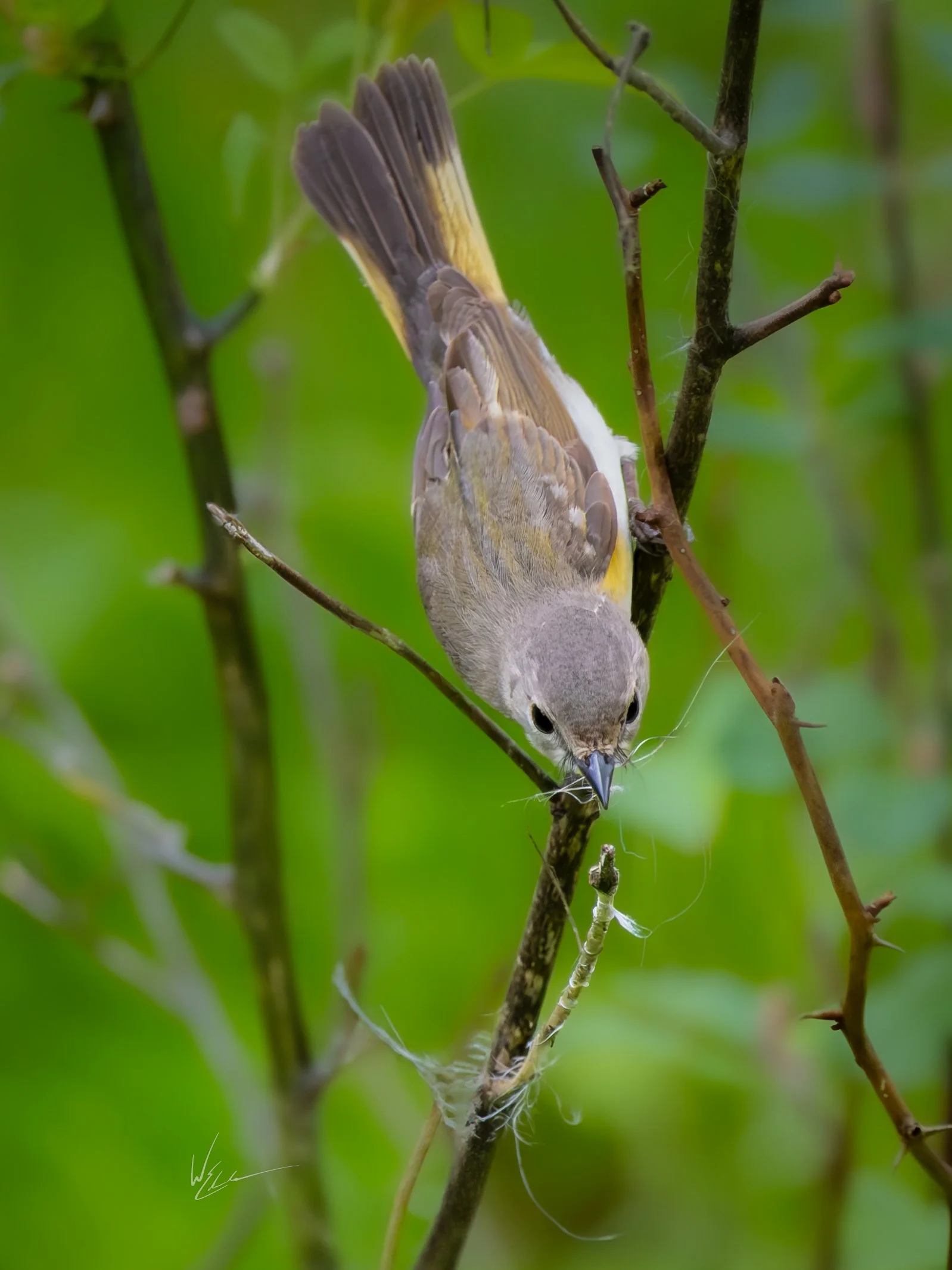 A small bird with brown and yellow feathers is perched upside down on a thin branch, surrounded by green leaves and some spider webs.