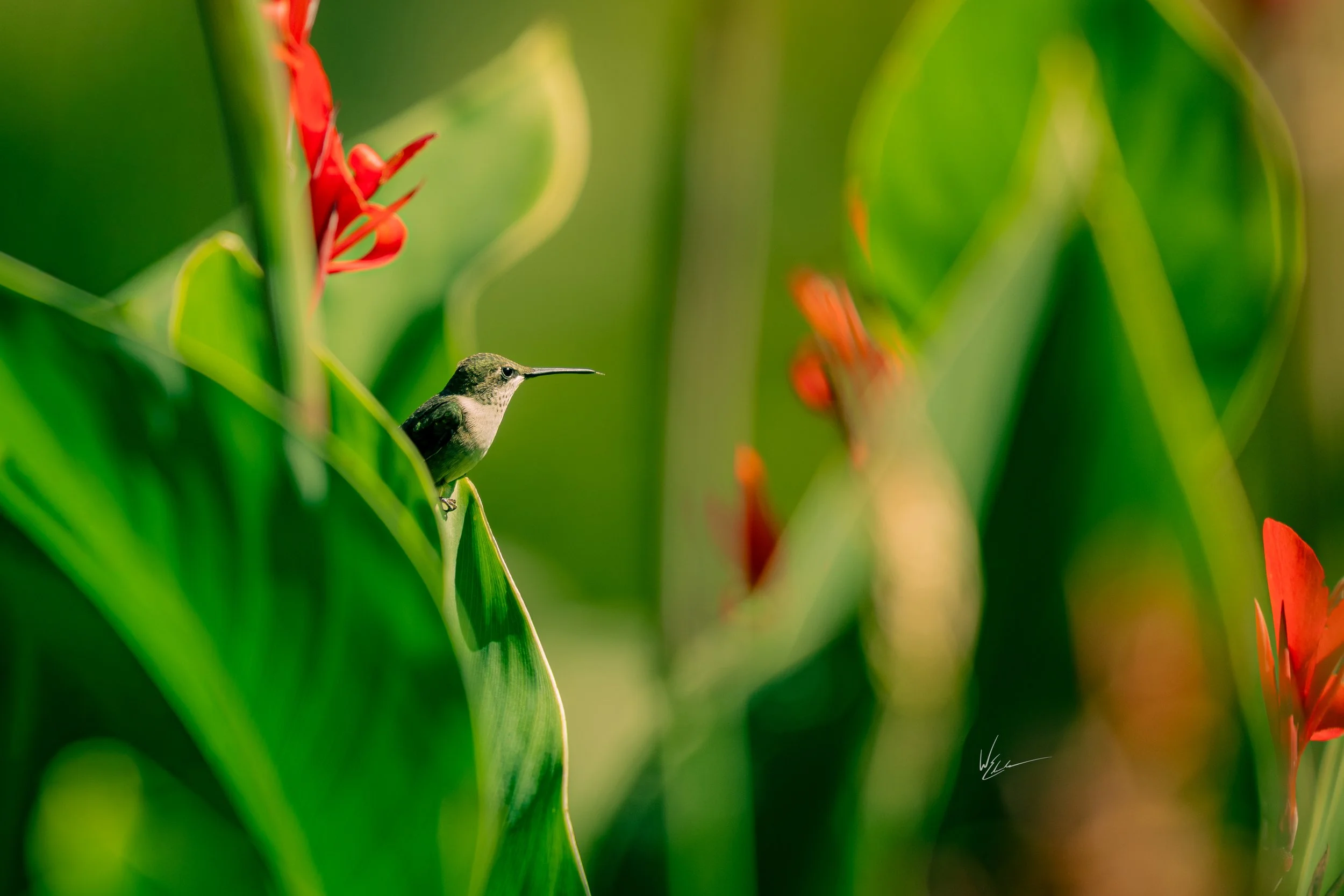 A small hummingbird with black and white feathers perched on a green leaf amidst tall green plants with red flowers.