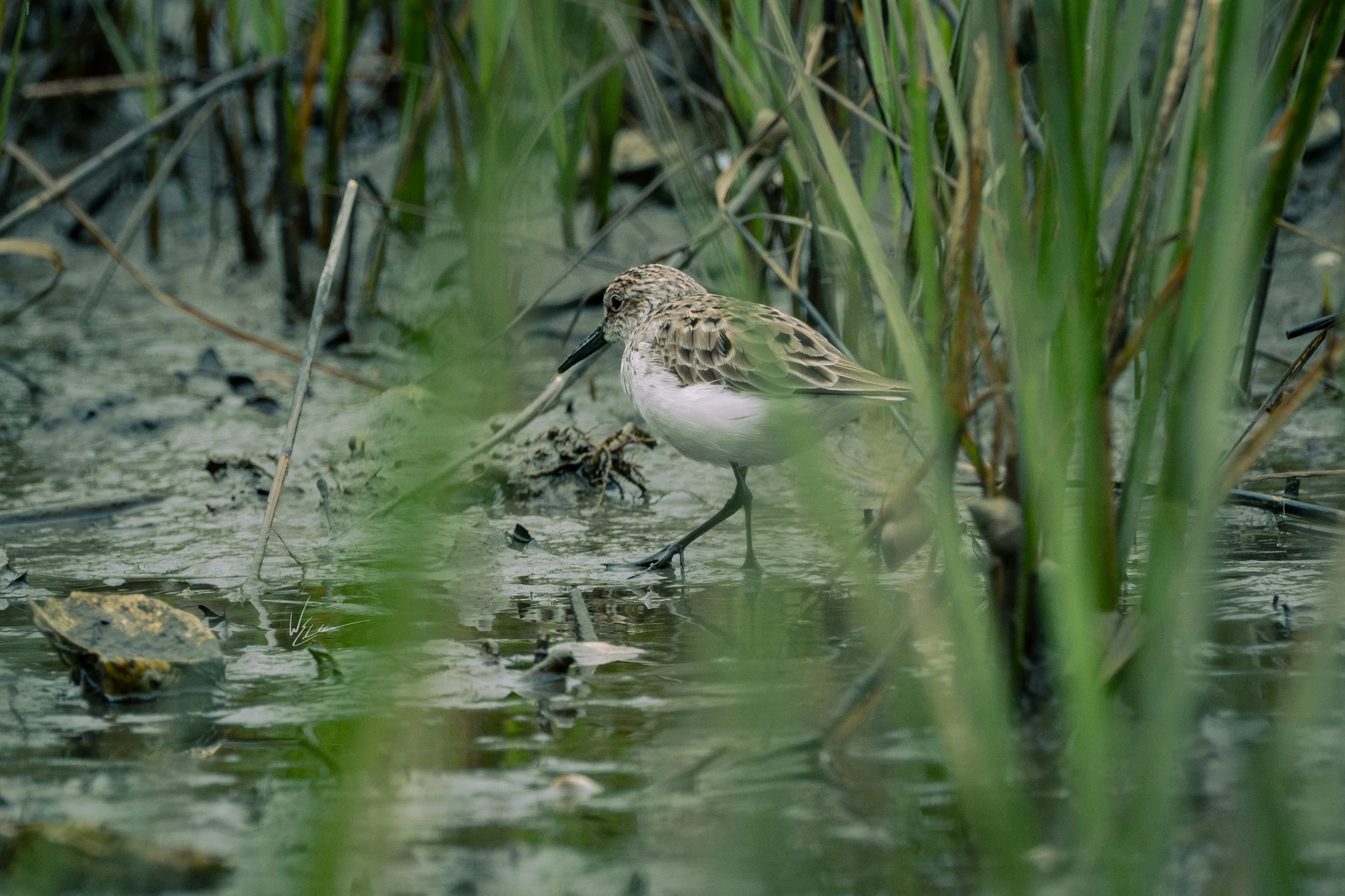 A shorebird wading through shallow water among tall green marsh grasses.