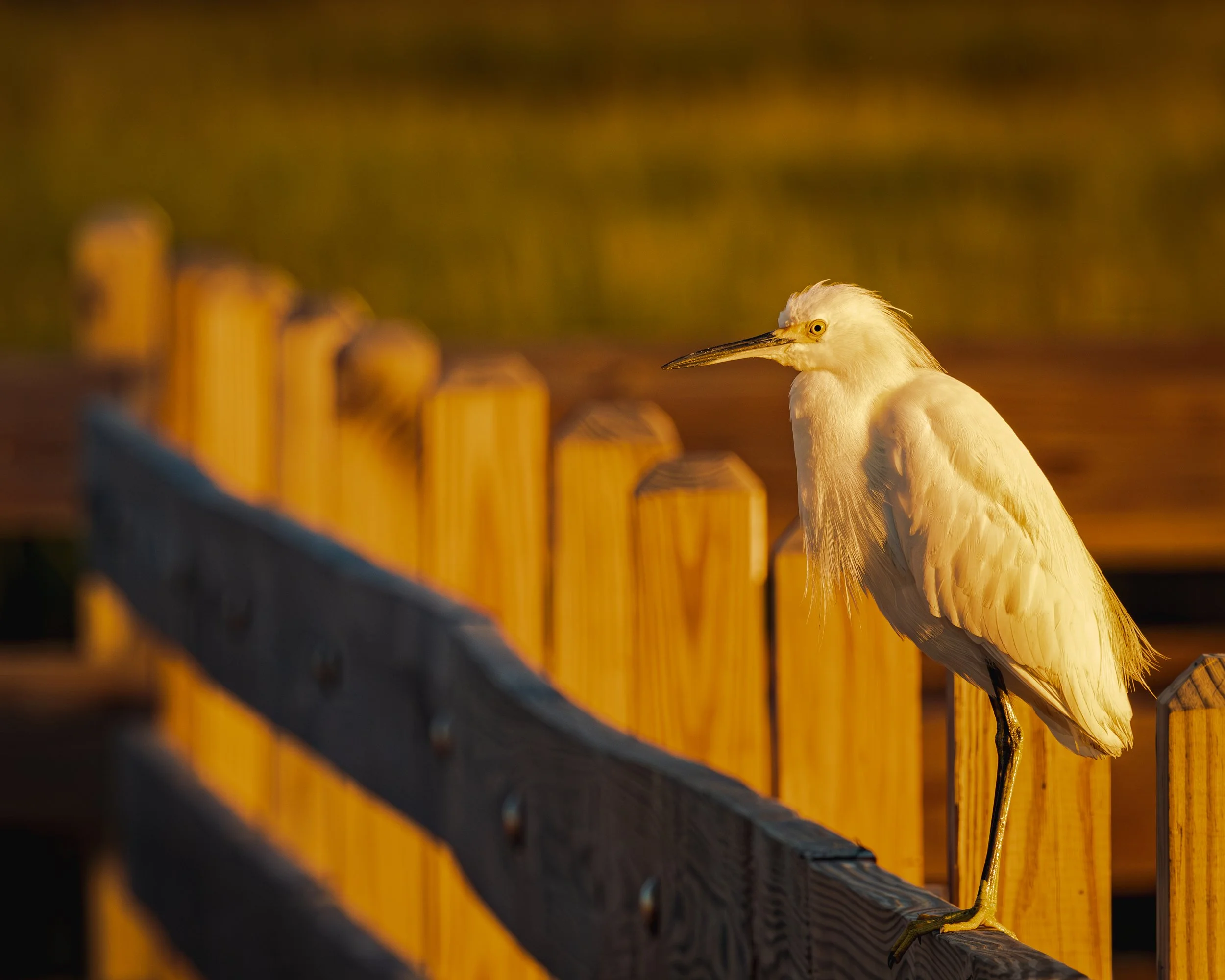 A white heron standing on a wooden fence post at sunset.