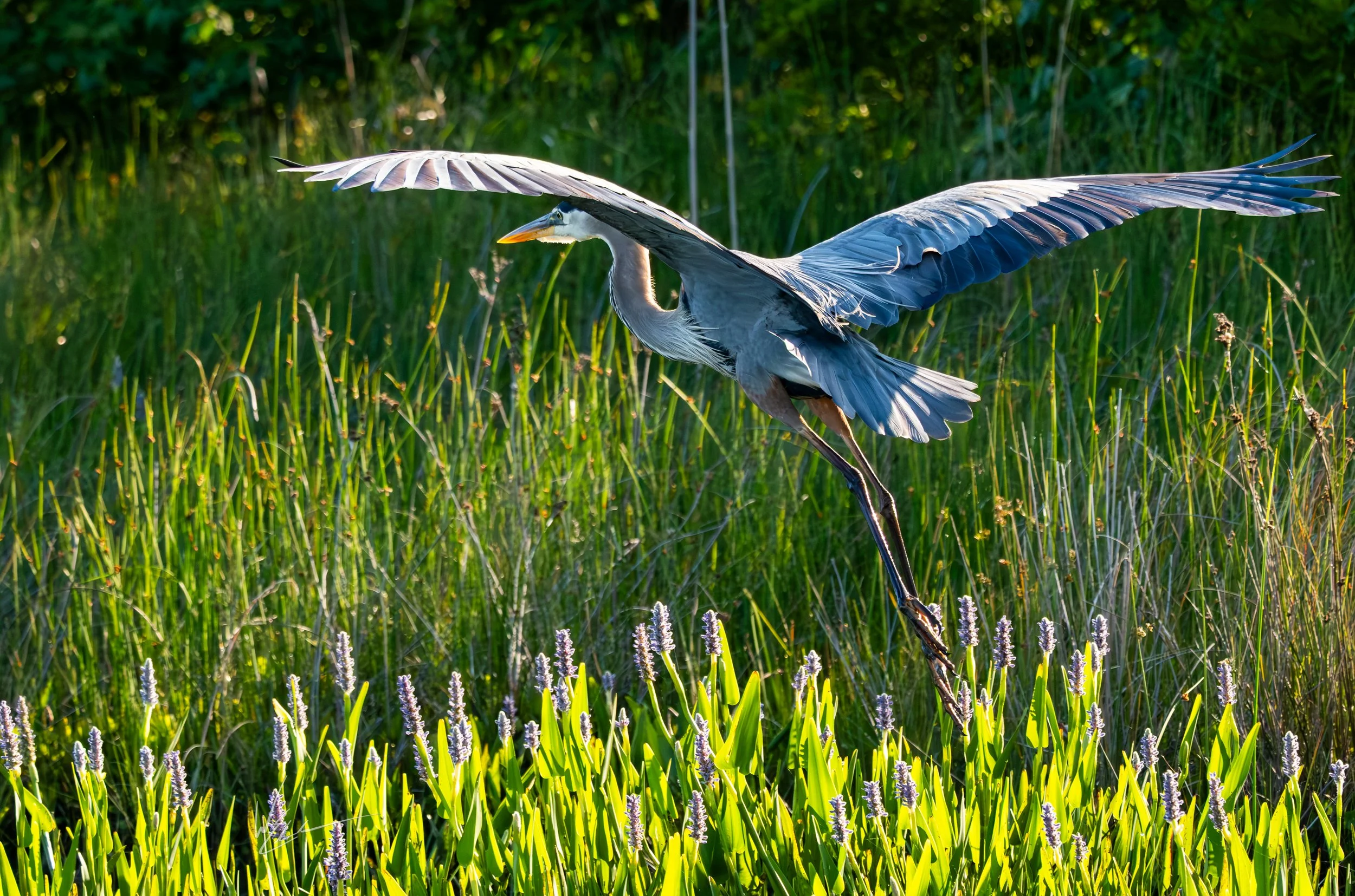 A great blue heron flying over a green marshland with tall grass and purple flowering plants.