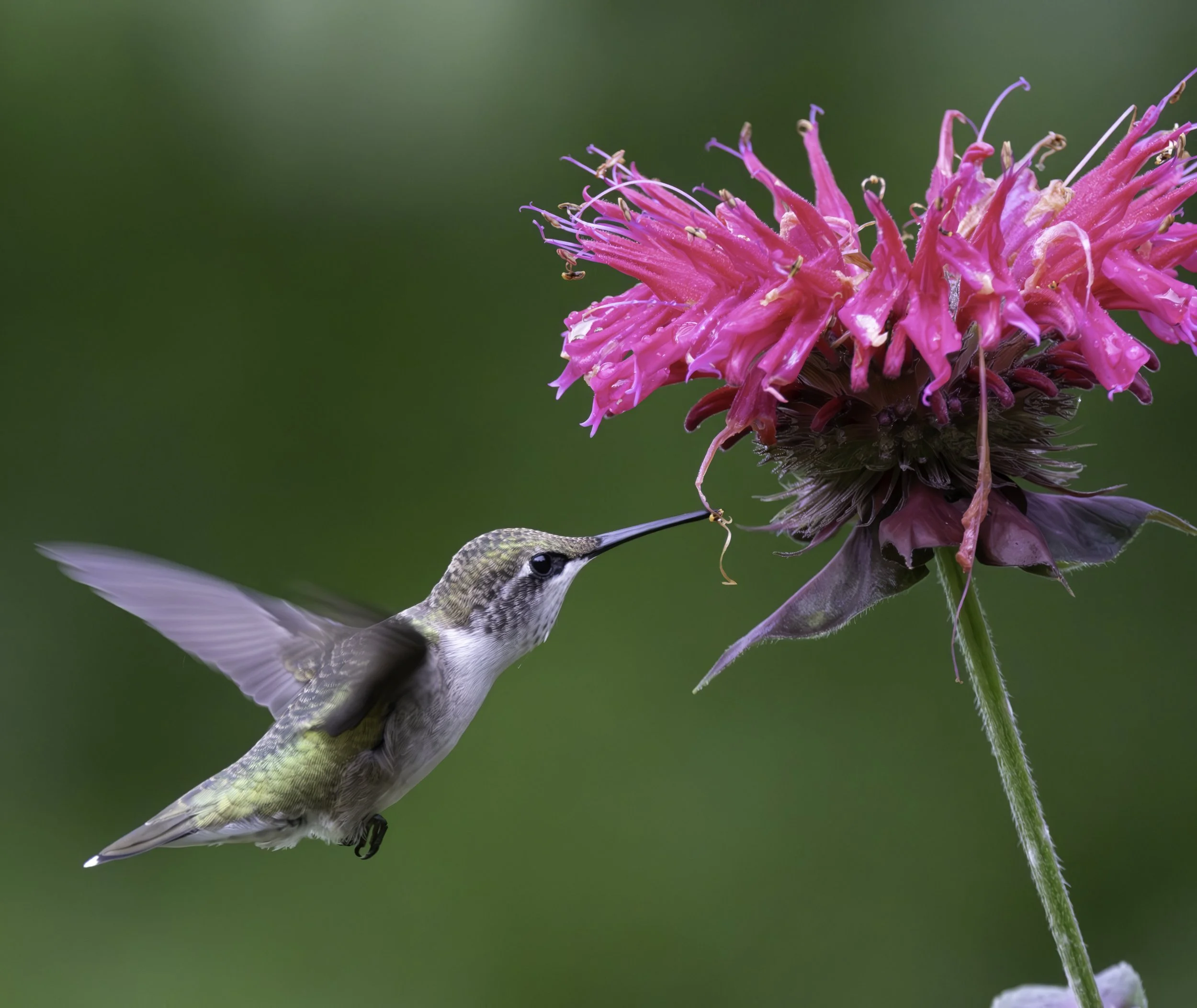 A hummingbird with green and brown feathers feeds from a bright pink flower against a blurred green background.