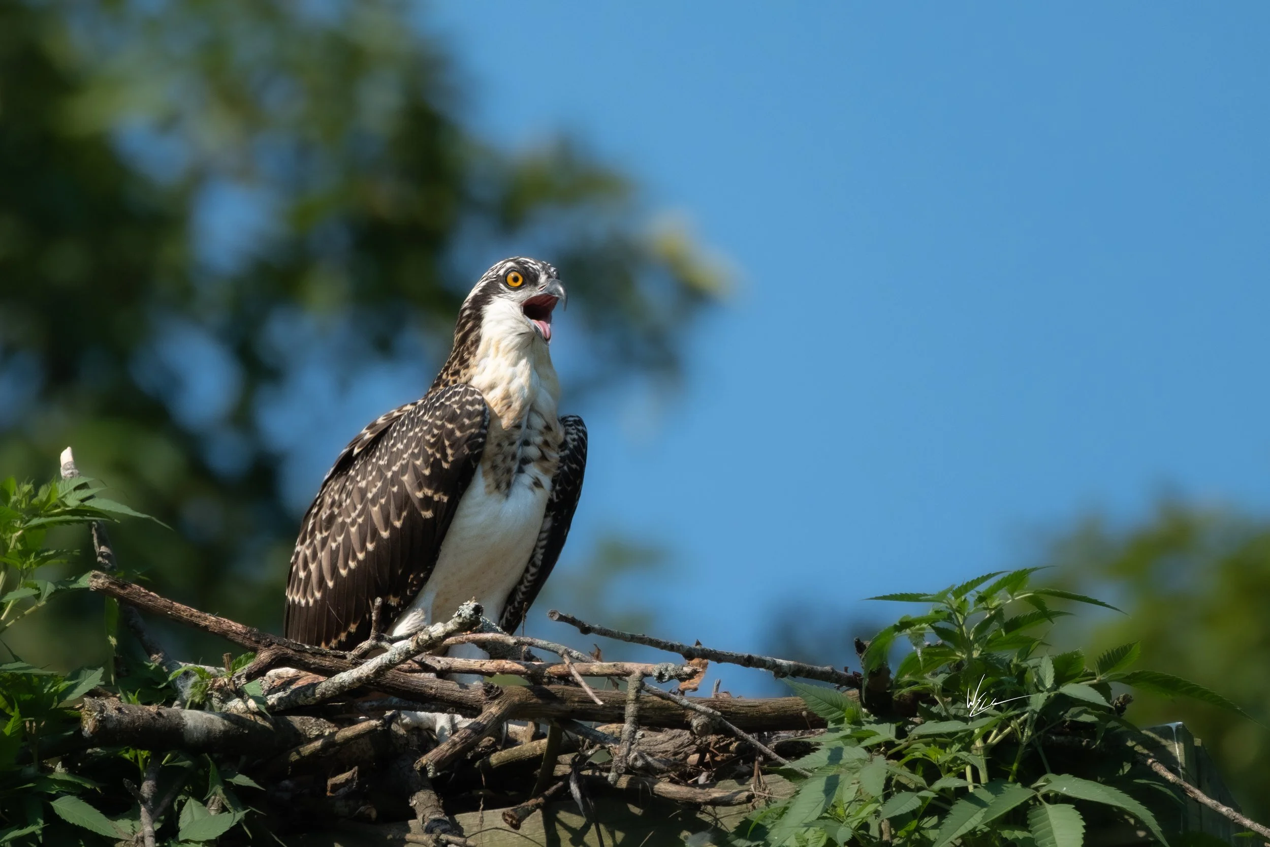A hawk perched on a nest of sticks and leaves, with its beak open against a background of blue sky and blurred green trees.