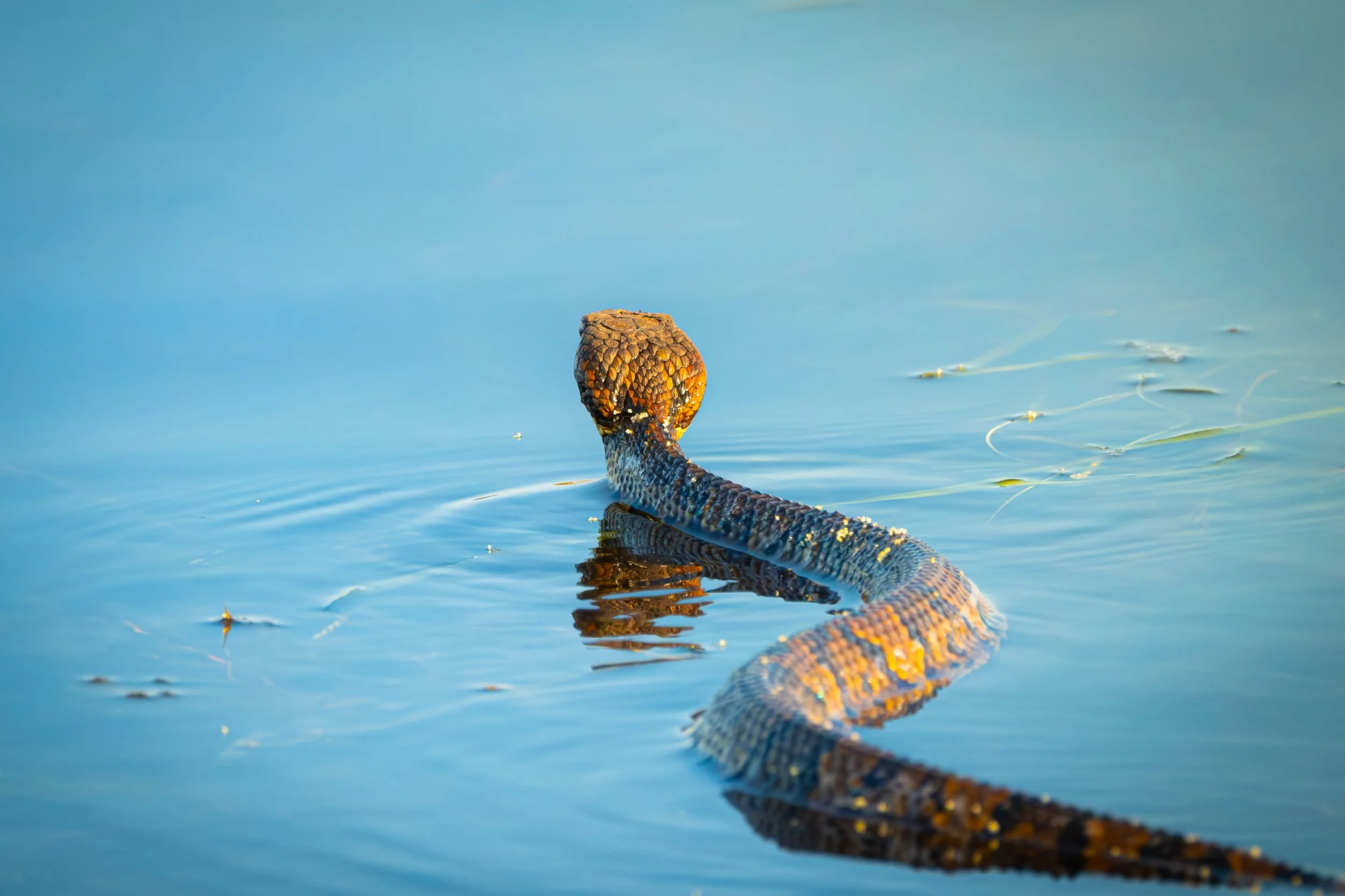 A snake swimming in calm blue water with its head above the surface and its body partially submerged.