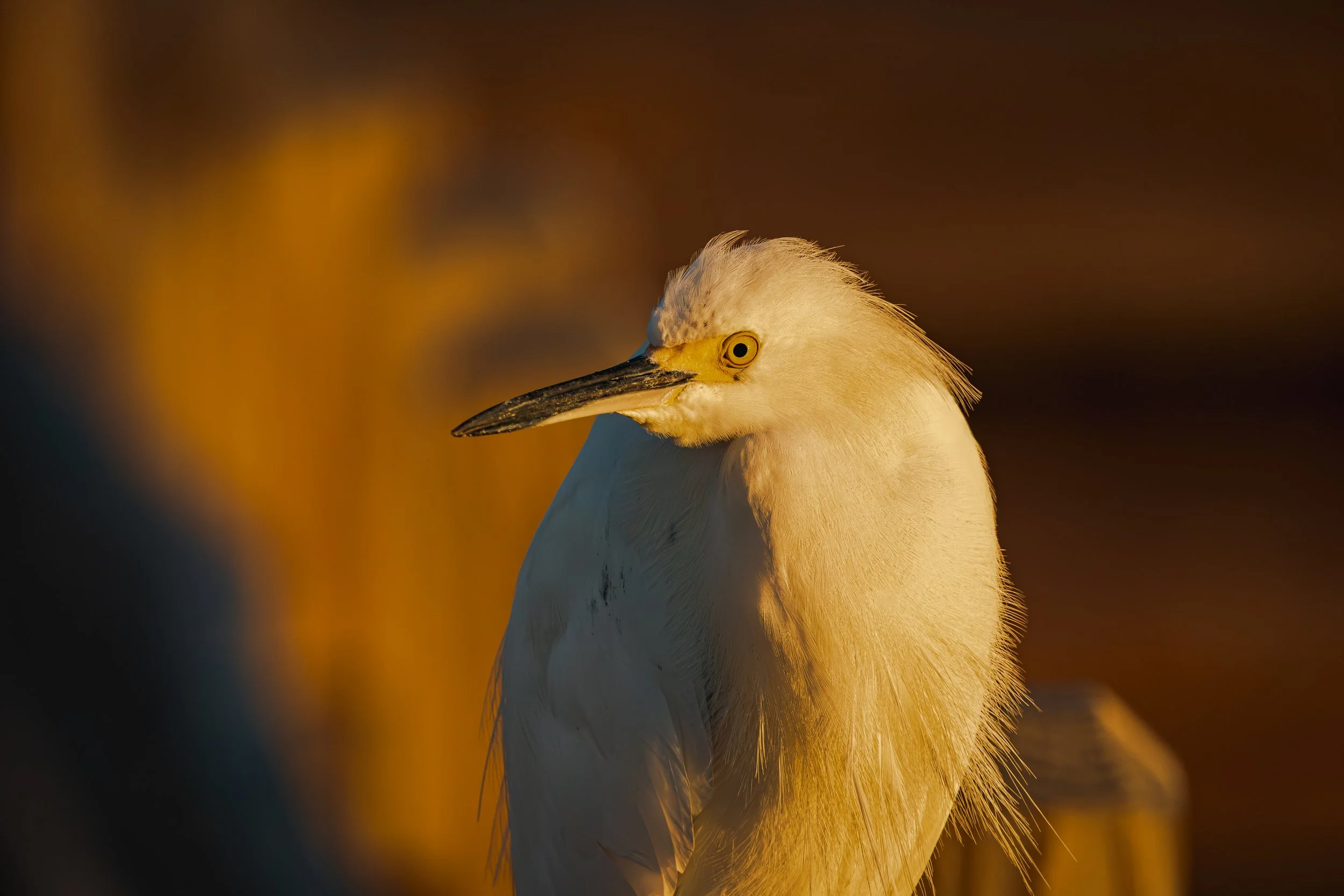 A white heron stands with its head turned to the side, showing its long black beak and yellow eye, with a blurred warm background.