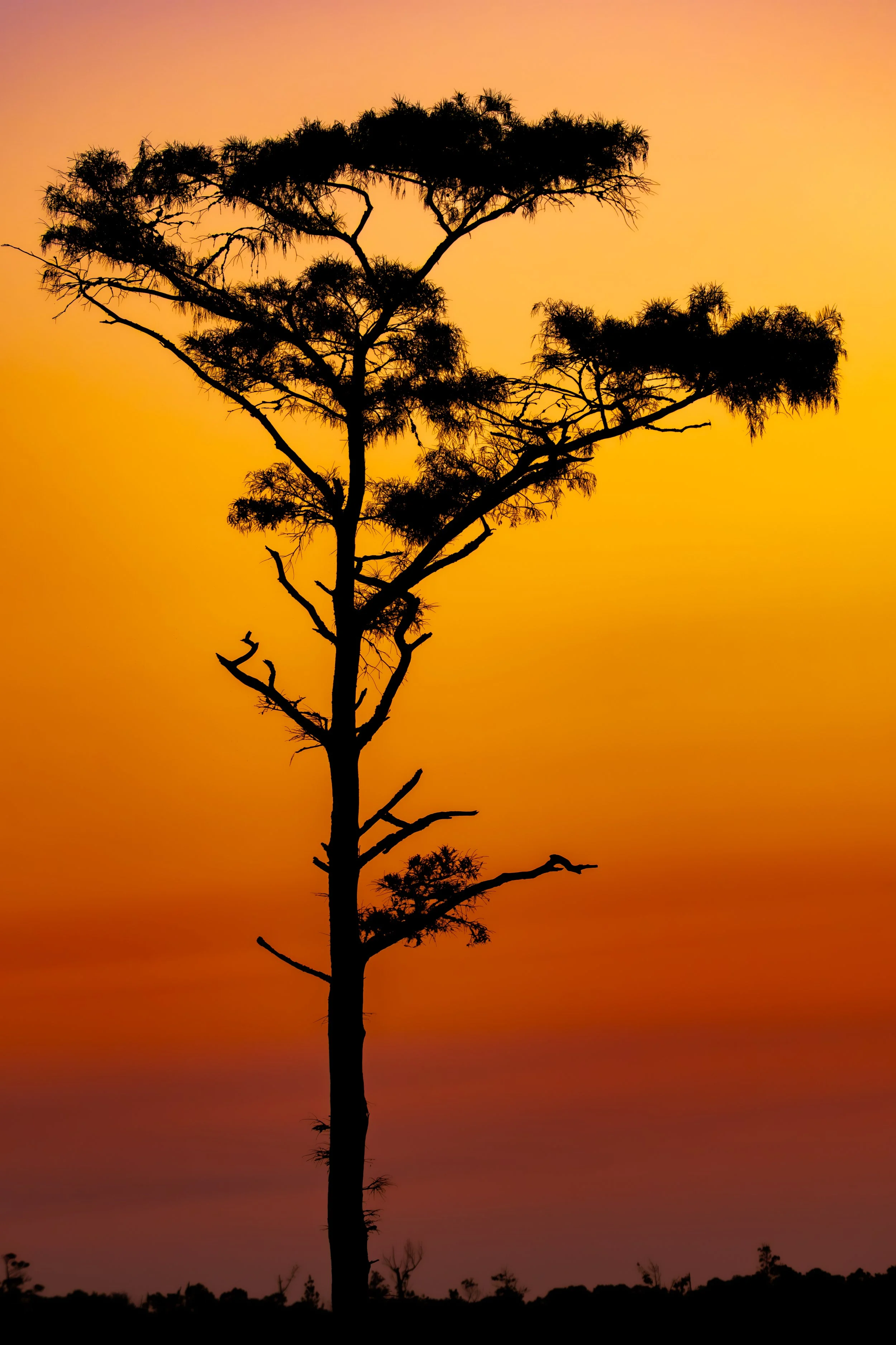 Silhouette of a tall tree with sparse branches against a vibrant gradient sunset sky.