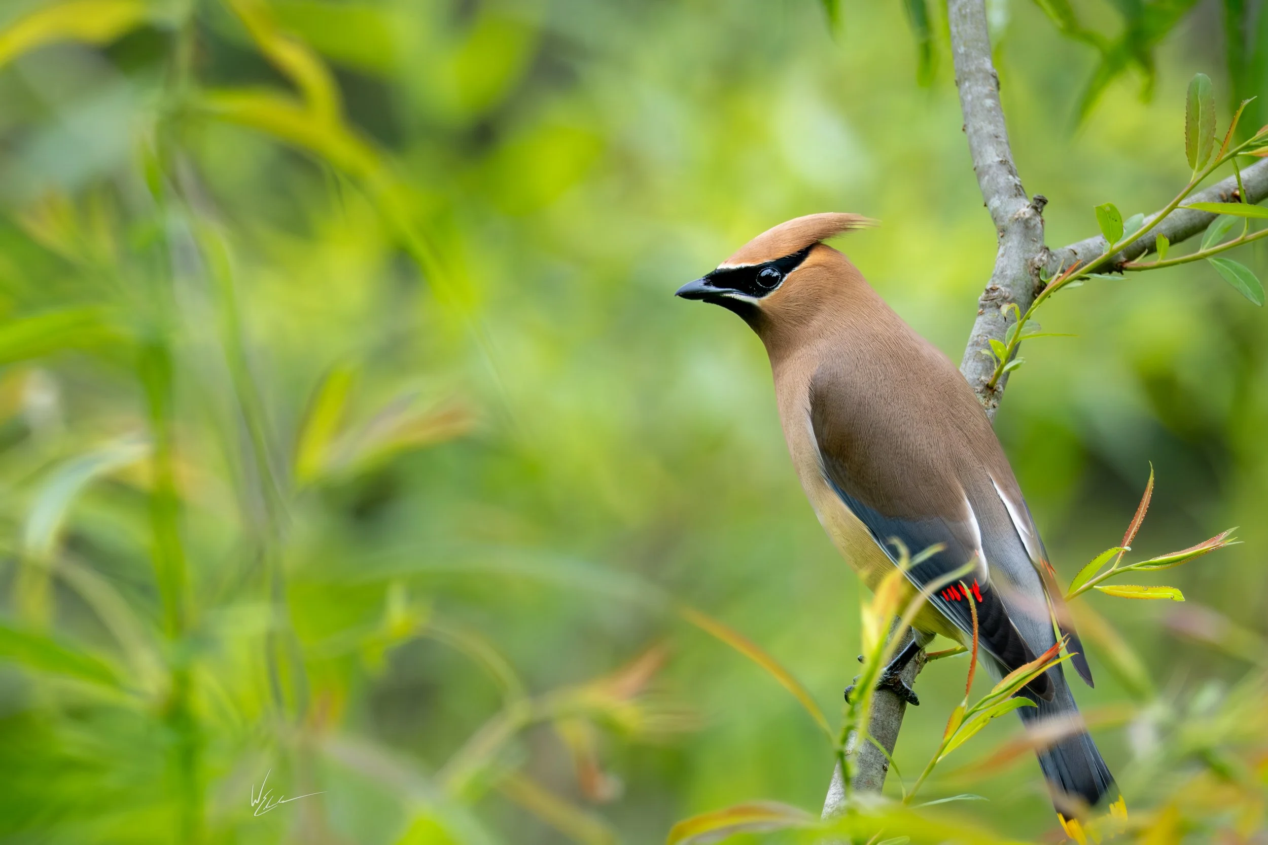 A cedar waxwing bird perched on a tree branch surrounded by green foliage.
